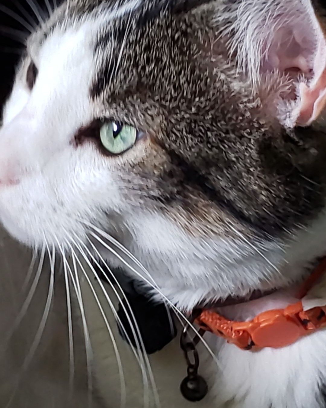 Tomas. Cat, Accessories