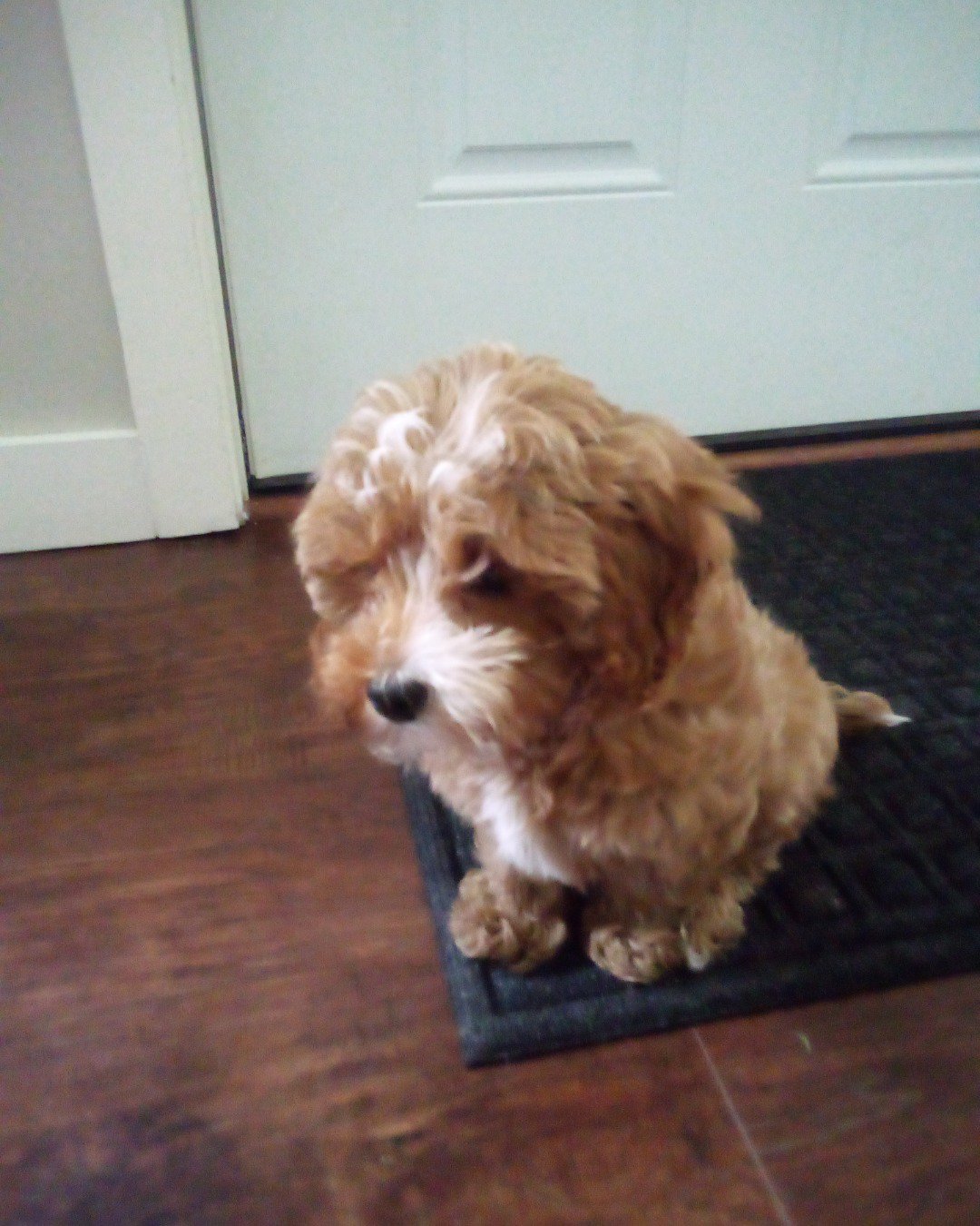Bruno. Dog, Puppy, Floor, Flooring, Wood, Hardwood