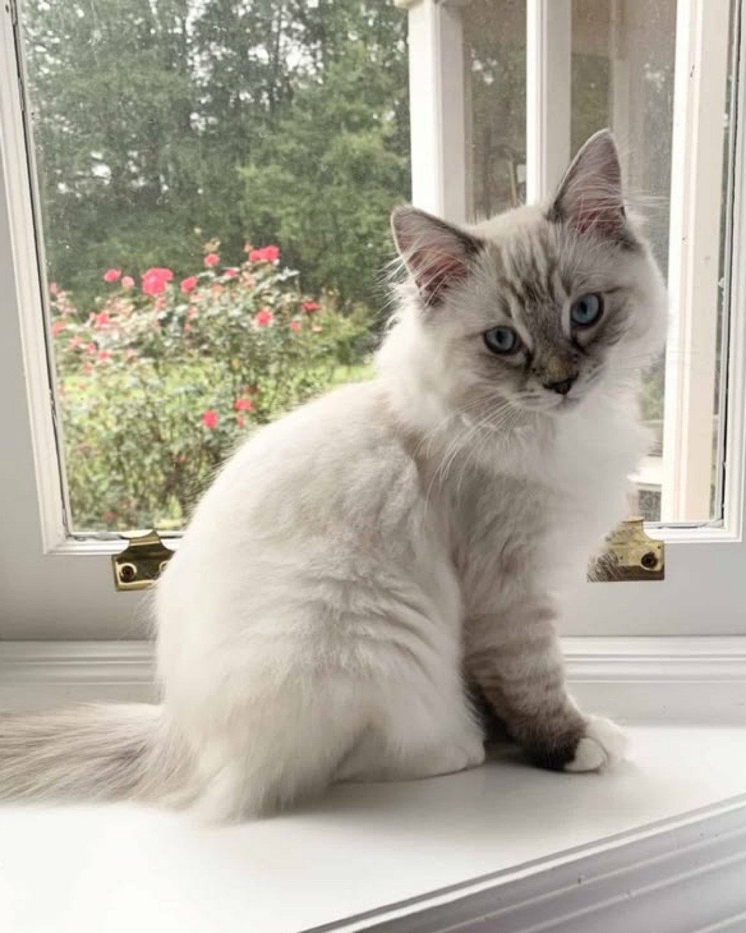 CUTE CATS 💖. Window, Windowsill, Cat