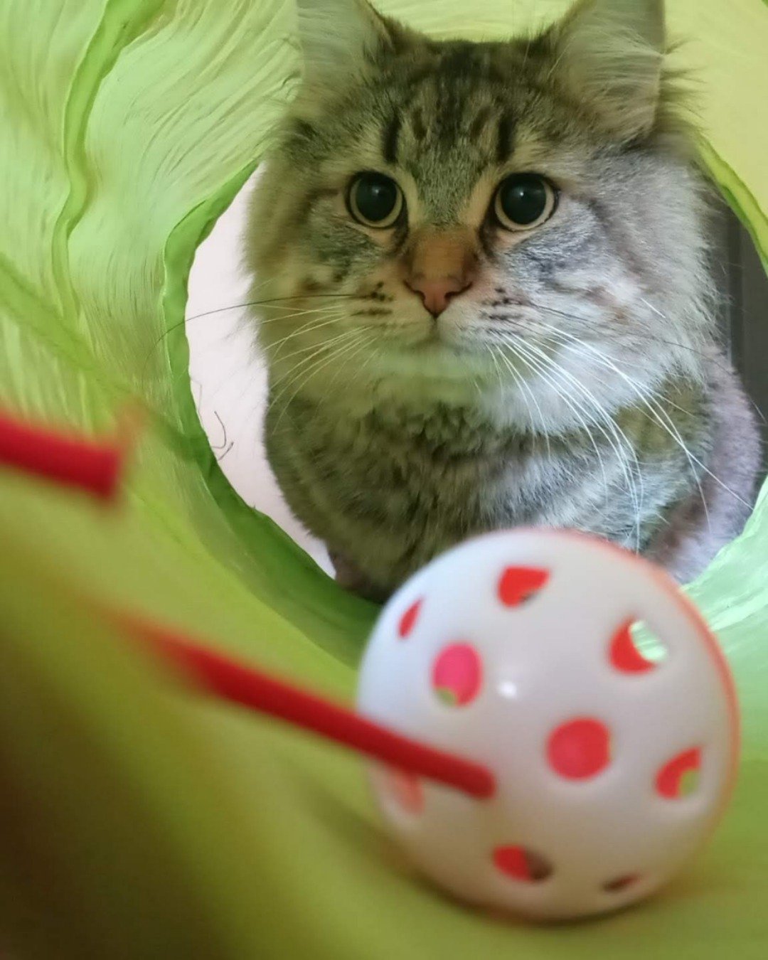 Booey; Baby Boy; Ka-Booey; Boo-Titters the MaineCoon Mix, Tabby. Cat, Kitten