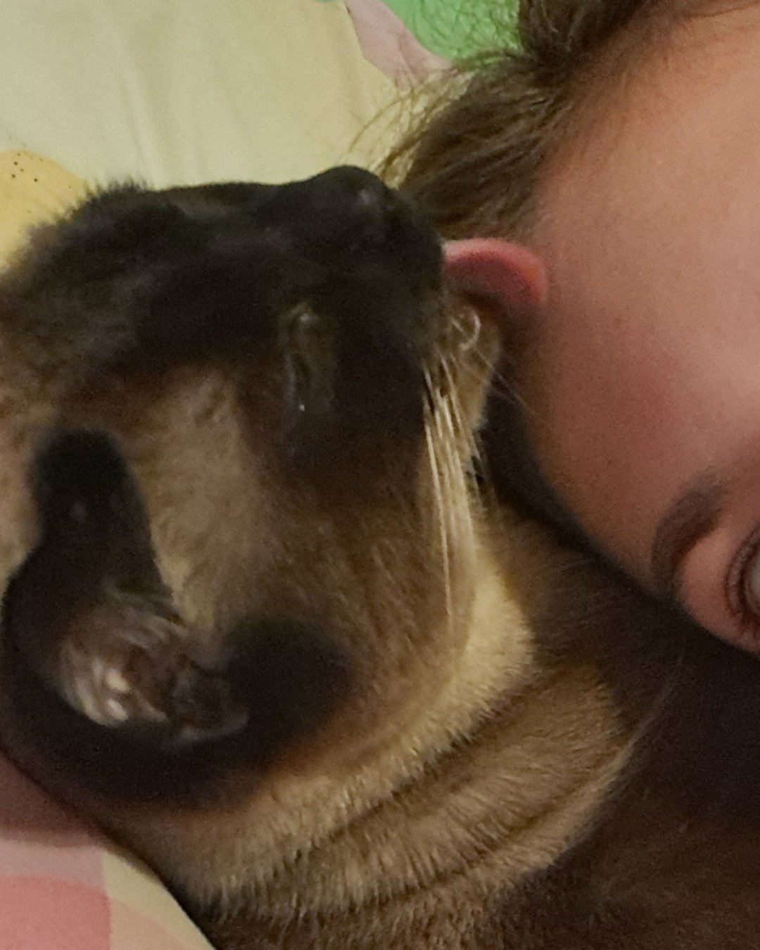 Luna🌙💫 (twin of Stella) the Siamese. Cat, Person, Siamese