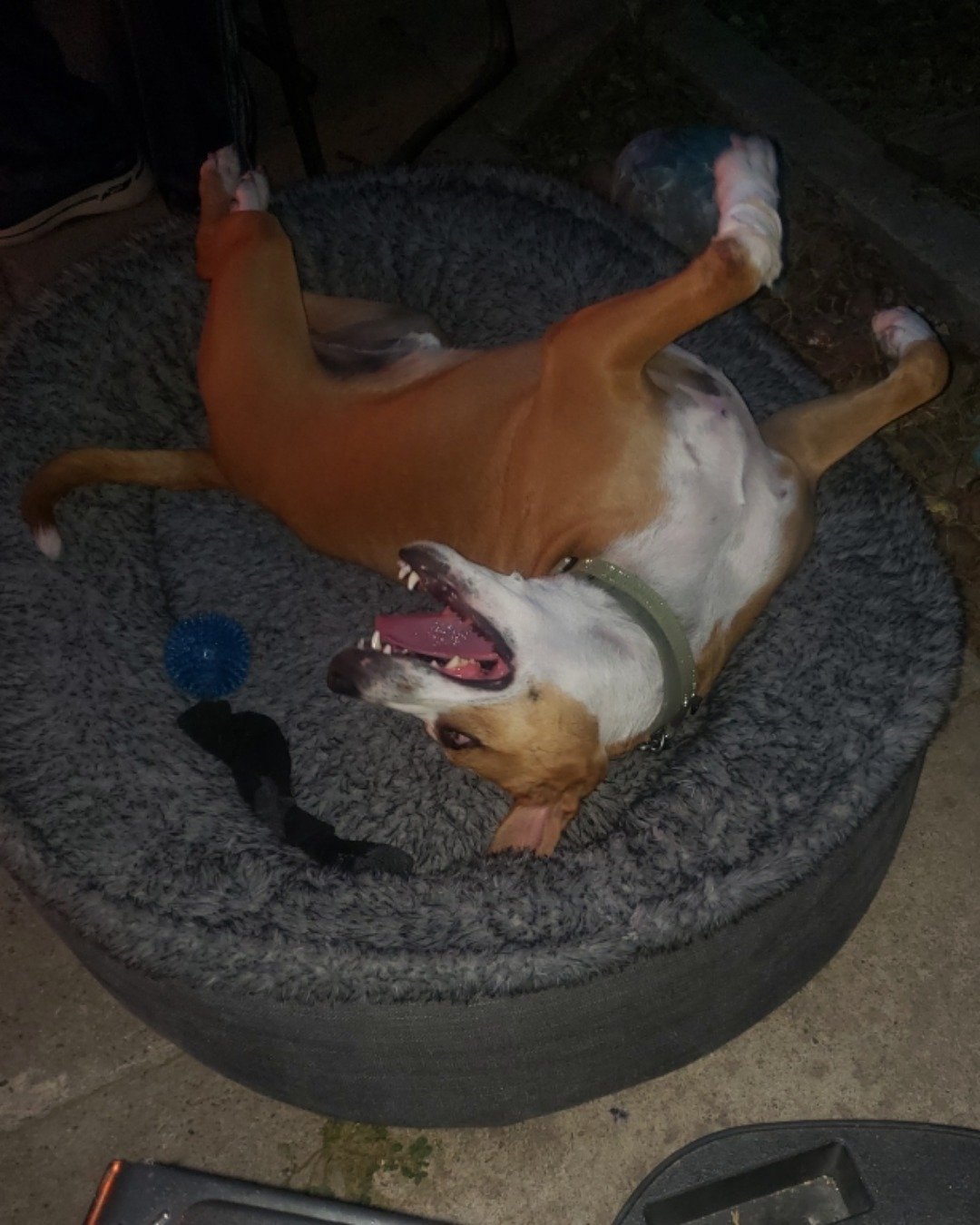 Max. Dog, Boxer, Bulldog, Puppy, Person, Hound