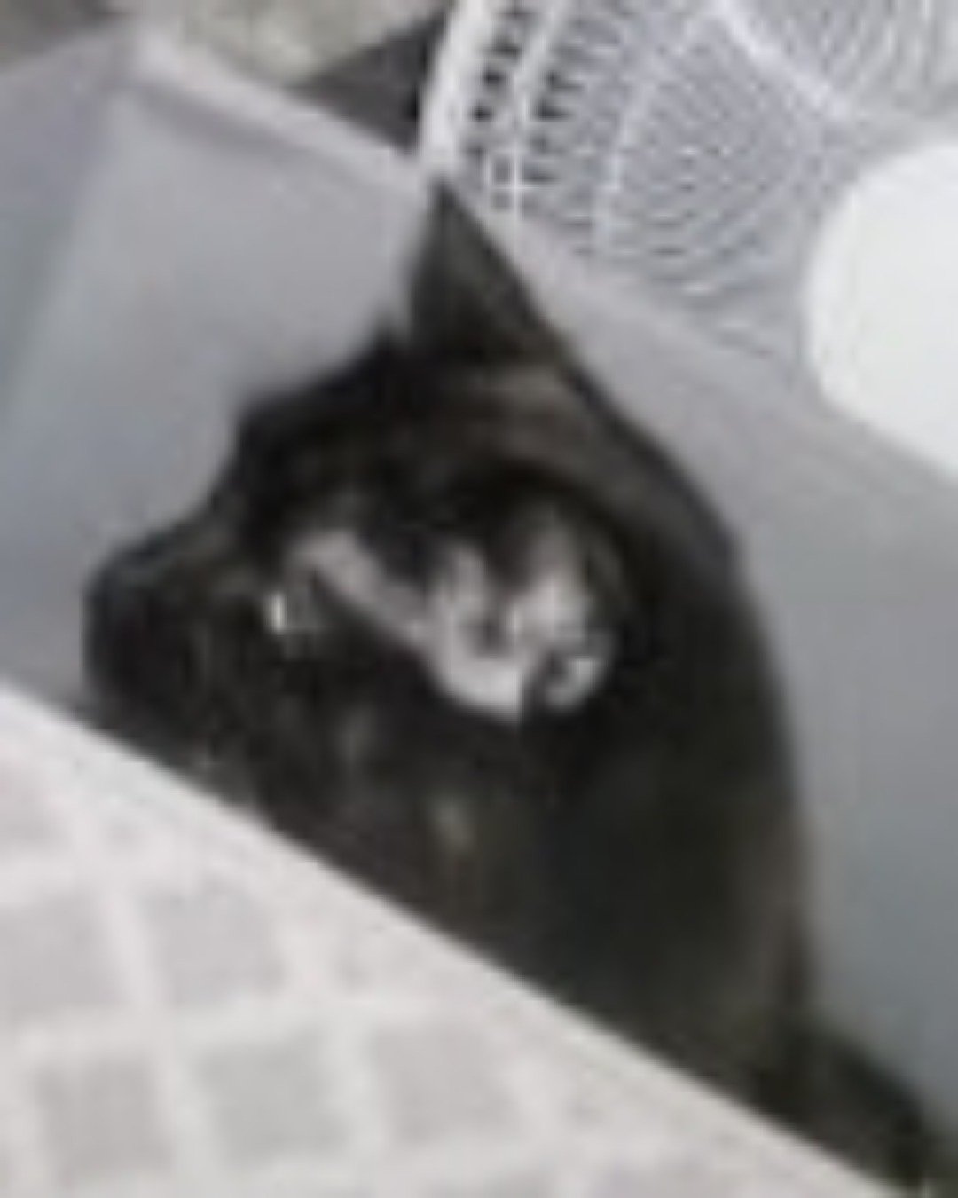 Minnie. Cat, Black Cat