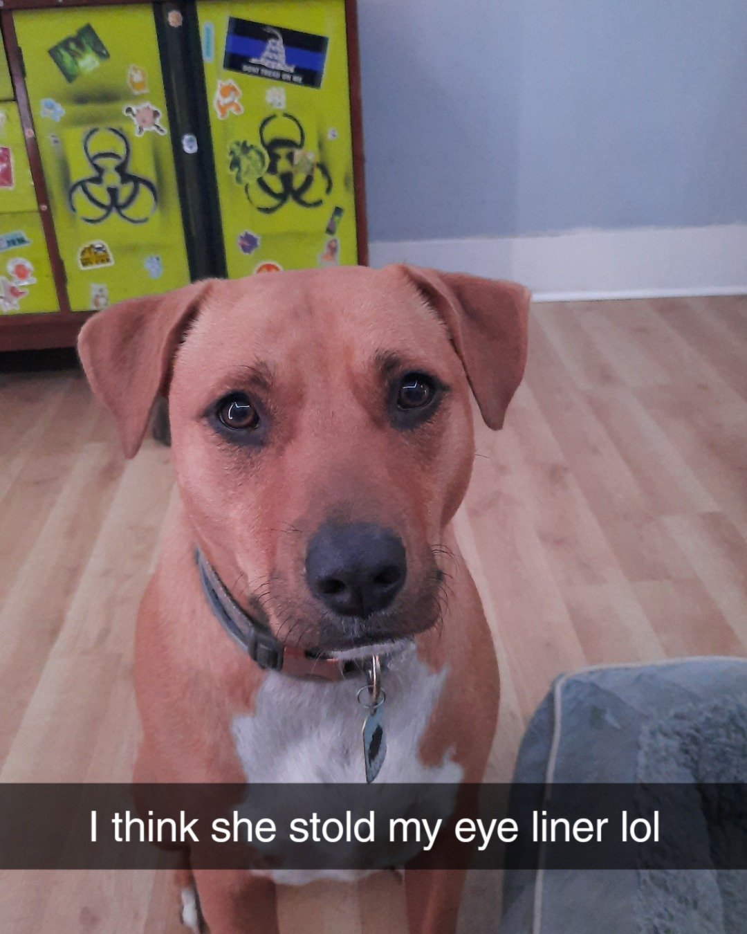 Allie the pit mix. Dog, Boxer, Bulldog, Hound