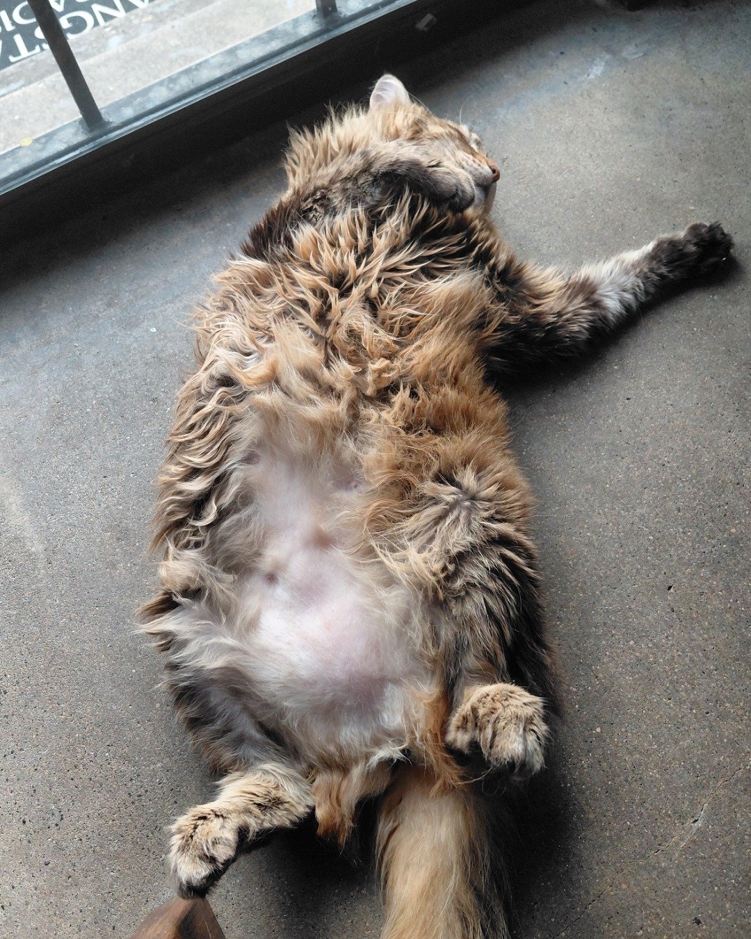Hot Tamale/Mollie the Norwegian Forest Cat. Person, Sleeping, Cat, Kitten, Manx, Dog