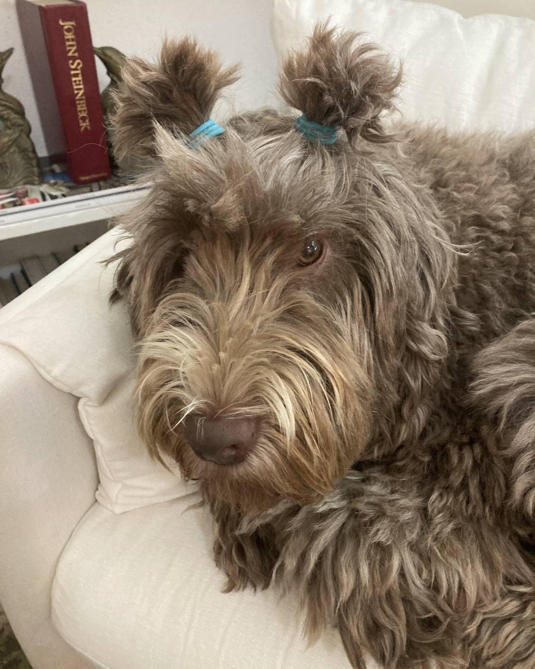 Poppy — Dog, Couch, Furniture, Puppy, Cushion, Home Decor