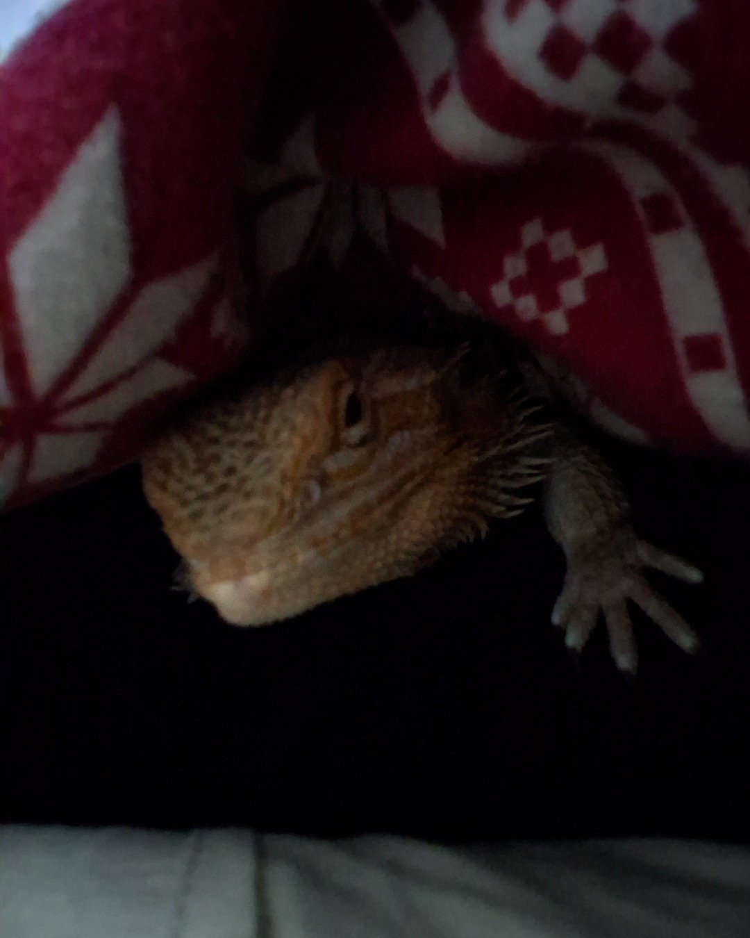 Aldawien "Al" for short. the Bearded Dragon. Lizard, Reptile, Iguana, Bird