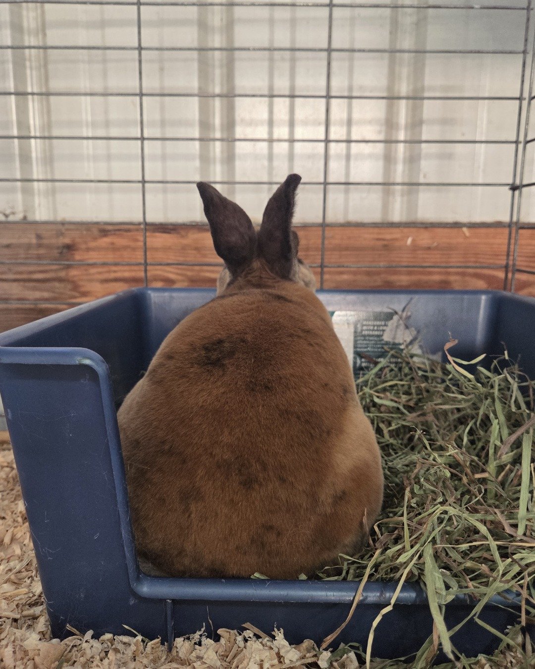 Tarzan the mini rex. Hare, Rodent, Rabbit, Pig