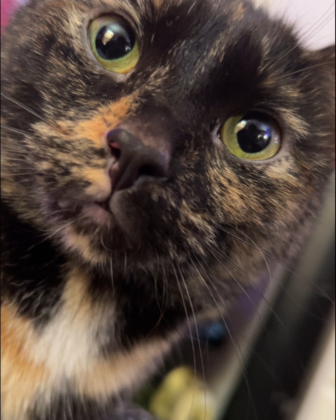 Yumiko 🖤 the tortoise shell. Cat, Kitten