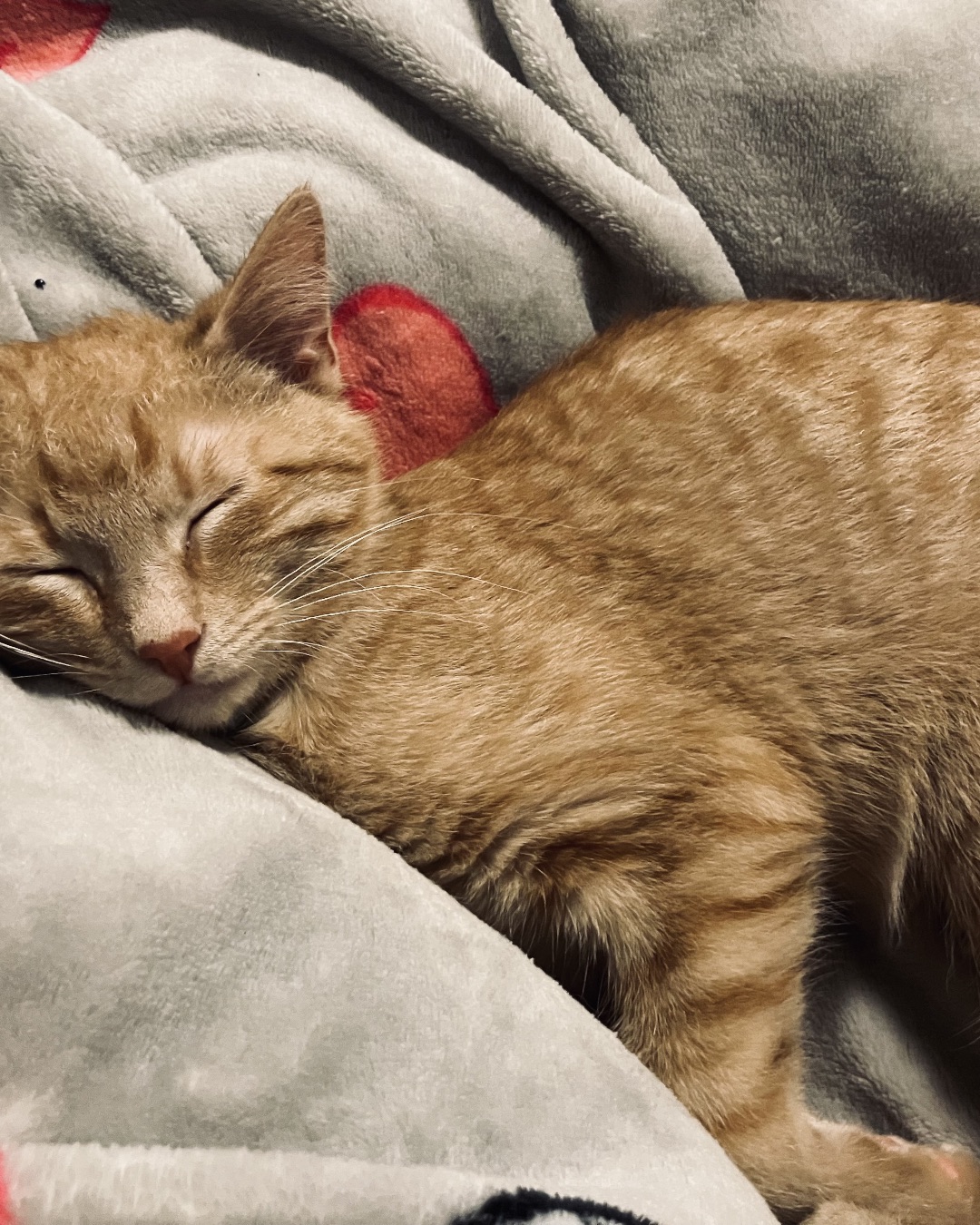 Breeze the Tabby. Blanket, Cat, Kitten