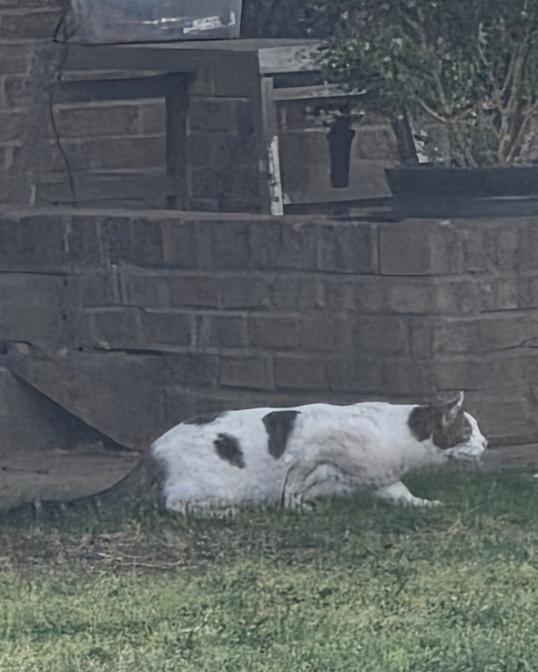 Rascal. Architecture, Building, Outdoors, Shelter, Backyard, Nature