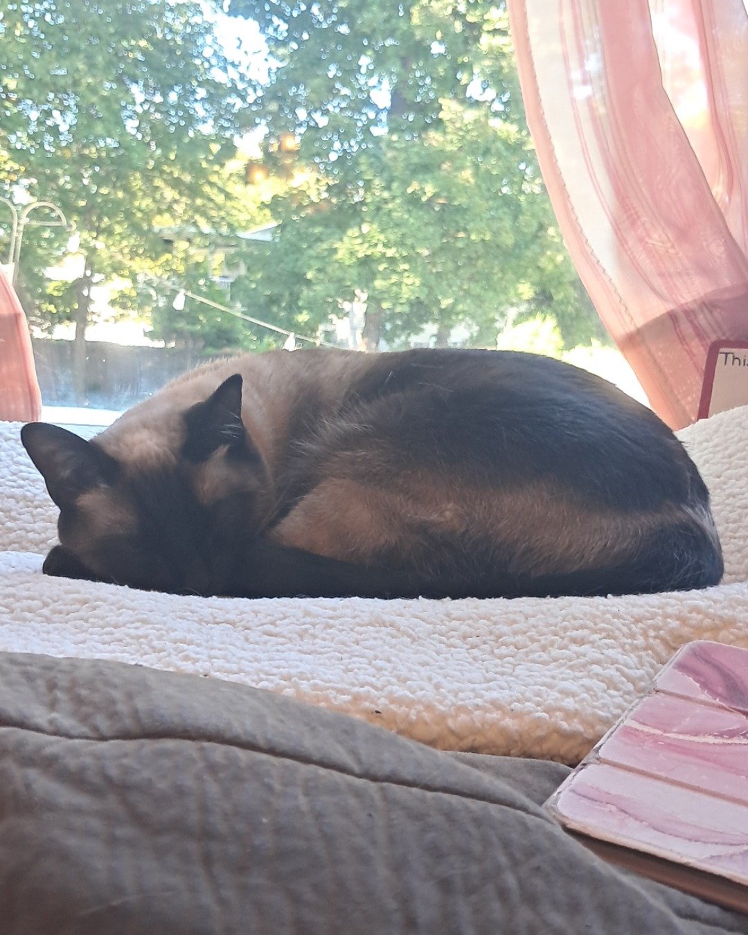 Luna🌙💫 (twin of Stella) the Siamese. Cat, Furniture, Quilt