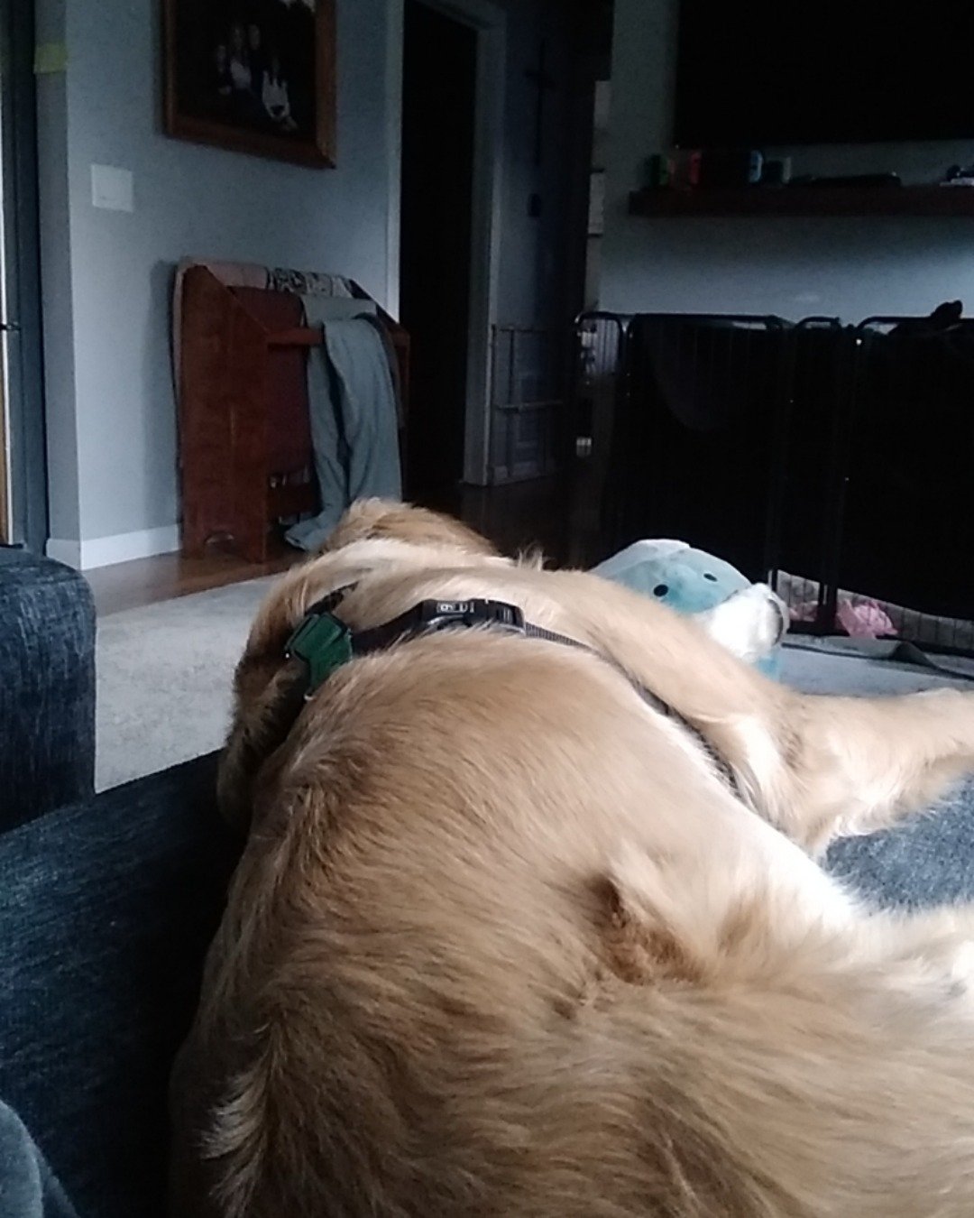 thatdogbeso the golden retriever. Couch, Furniture, Indoors, Interior Design, Architecture, Building