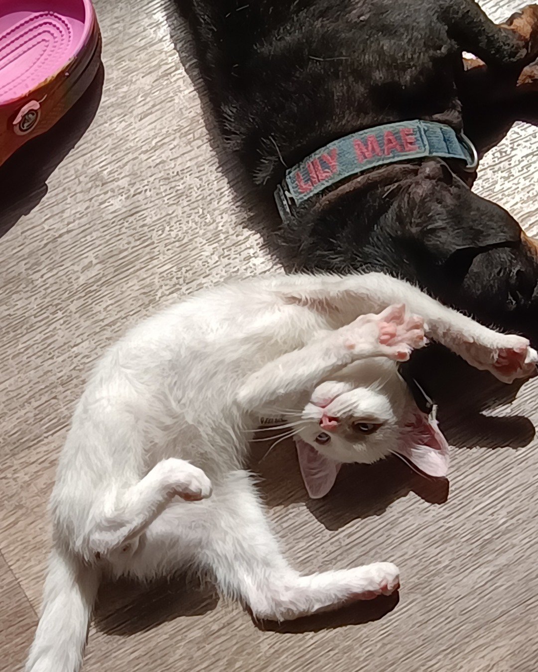 Buttons the idk. Cat, Kitten, Accessories
