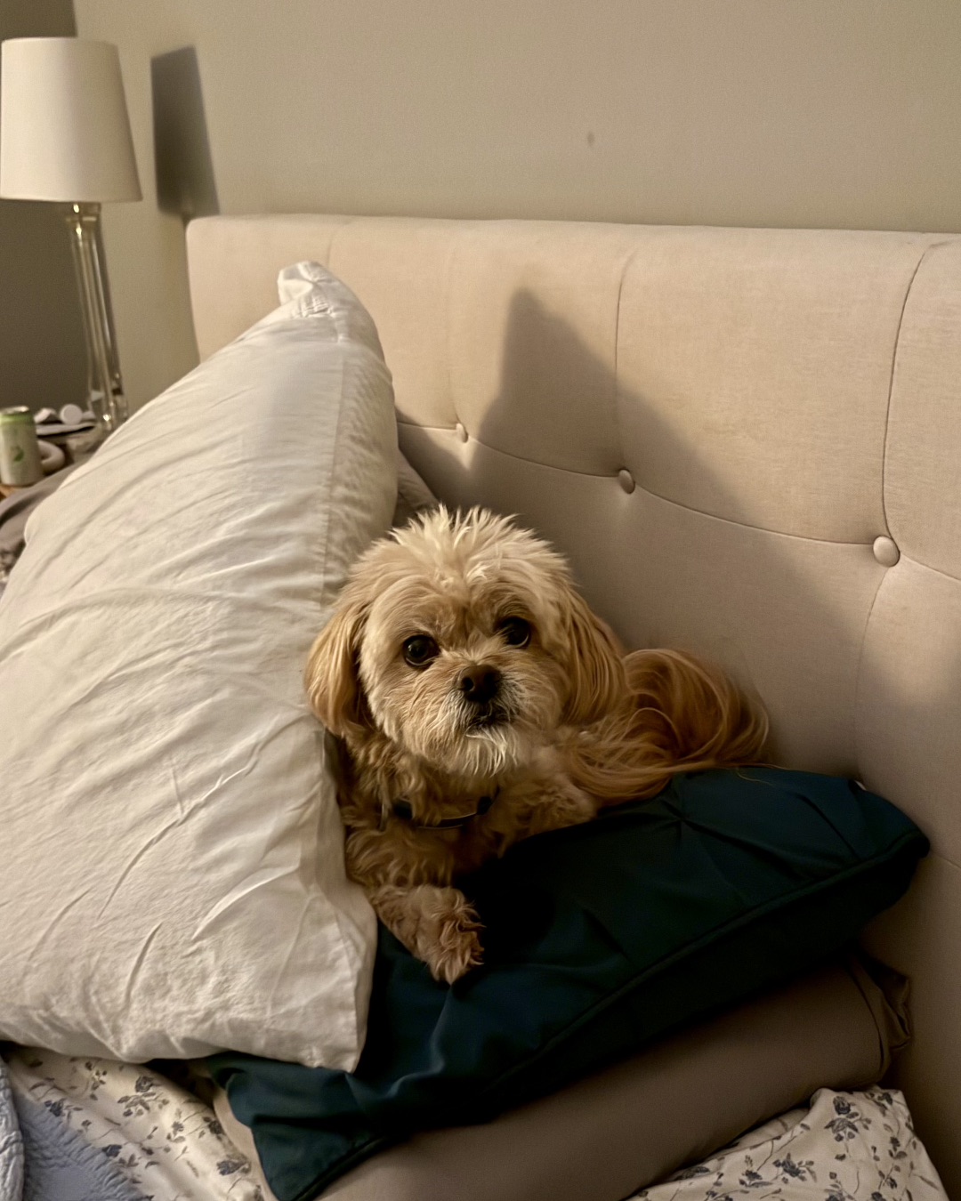 Chewie the Peekapoo — Cushion, Home Decor, Dog, Pillow, Couch, Furniture