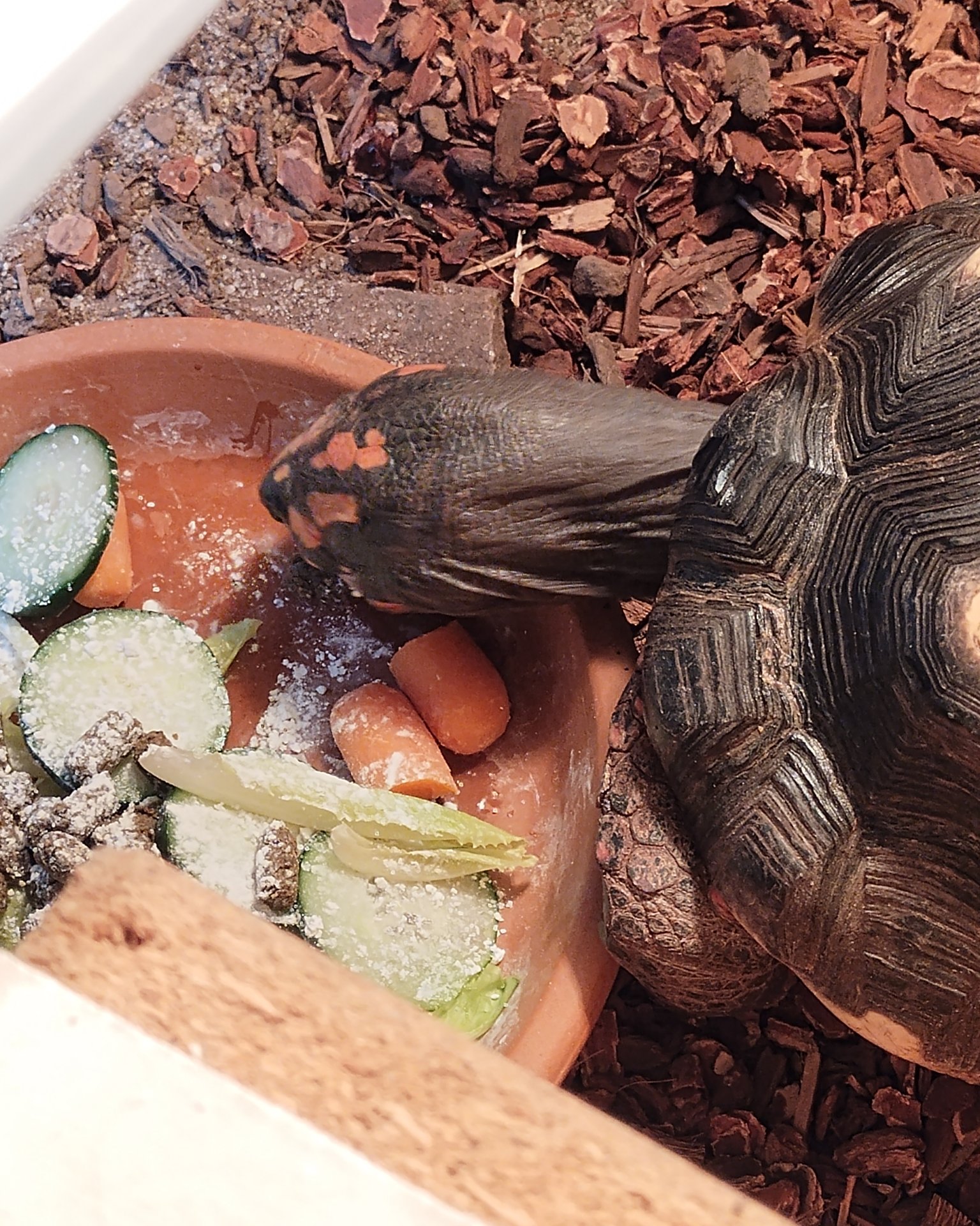 Robert the Redfoot Tortoise. Box Turtle, Reptile, Sea Life, Turtle, Tortoise