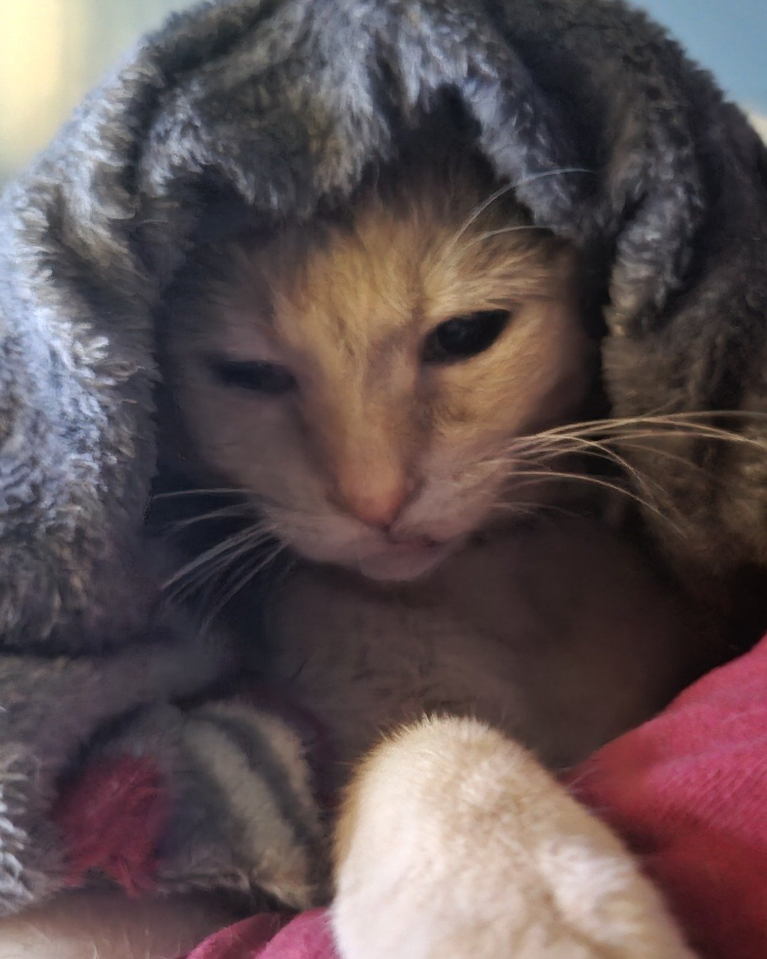 Danny / Orange Slice the Domestic Shorthair — Orange Tabby. Blanket, Cat, Kitten