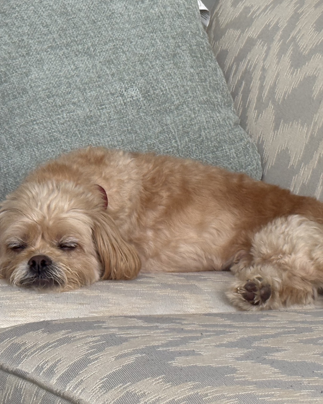 Chewie the Peekapoo. Couch, Furniture, Dog, Puppy, Cushion, Home Decor