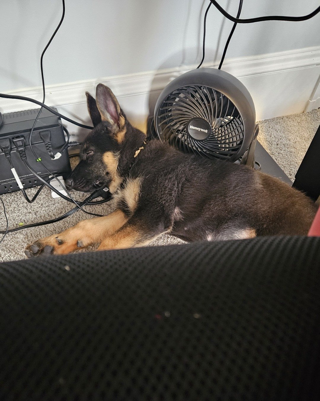 Nora i have multiple animals the German Shepherd.. Dog, Puppy