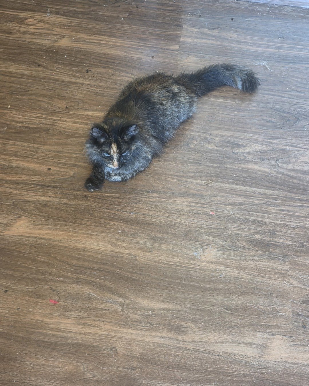 Luna. Floor, Flooring, Wood, Hardwood, Cat