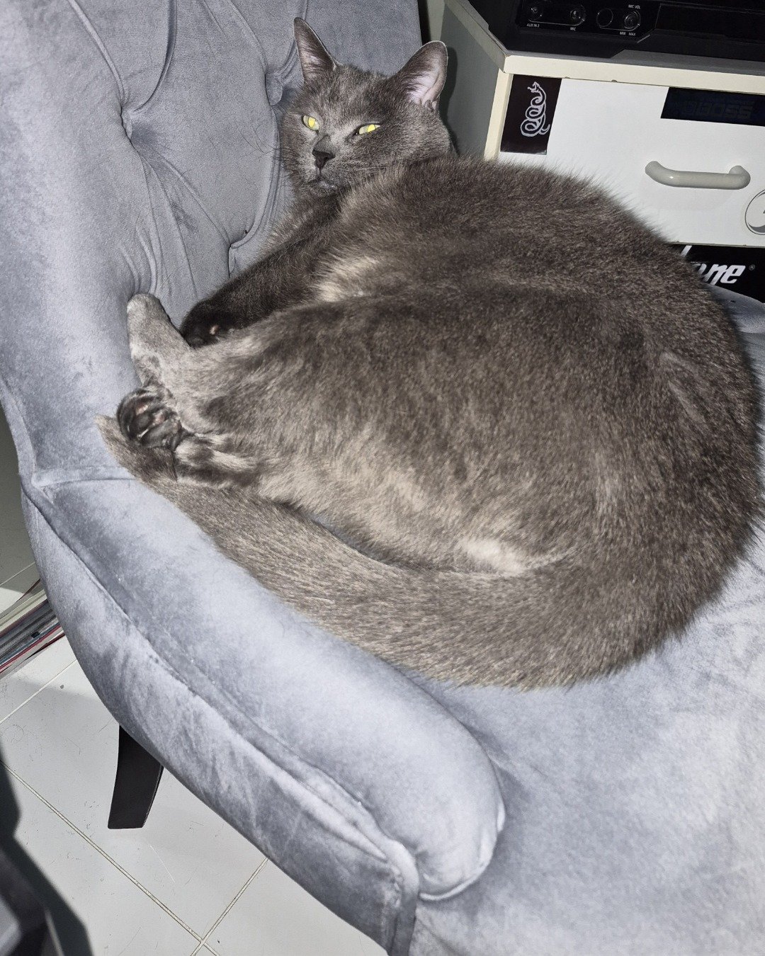 Marshall 🩶 Geoffrey. Furniture, Chair, Couch, Cat, Armchair