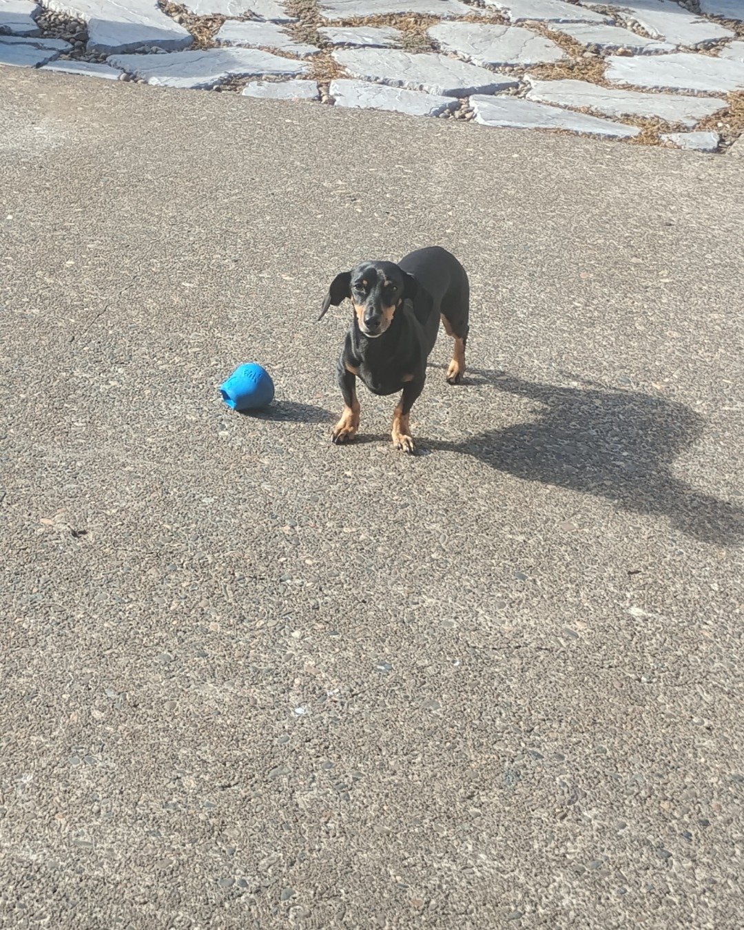 ralphie the wiener dog. Ball, Football, Soccer, Soccer Ball, Sport, Dog