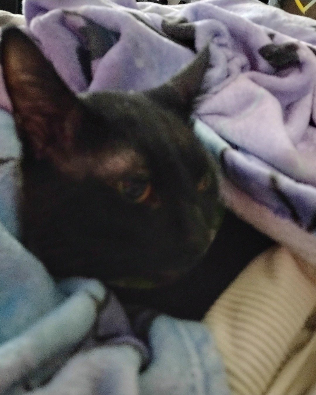 Void. Blanket, Quilt, Dog
