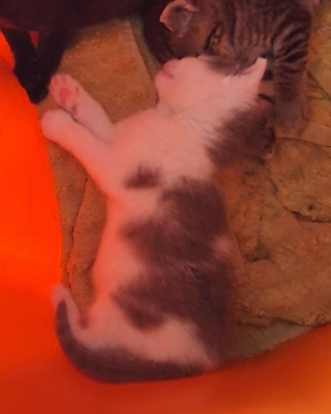 cloud. Cat, Kitten, Manx, Person, Sleeping