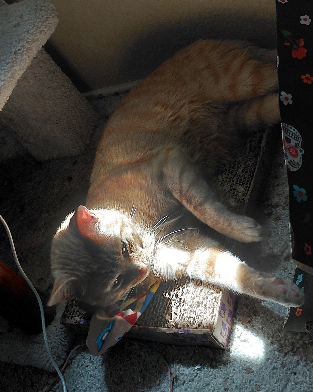 Phenyx the Orange tabby. Cat, Accessories