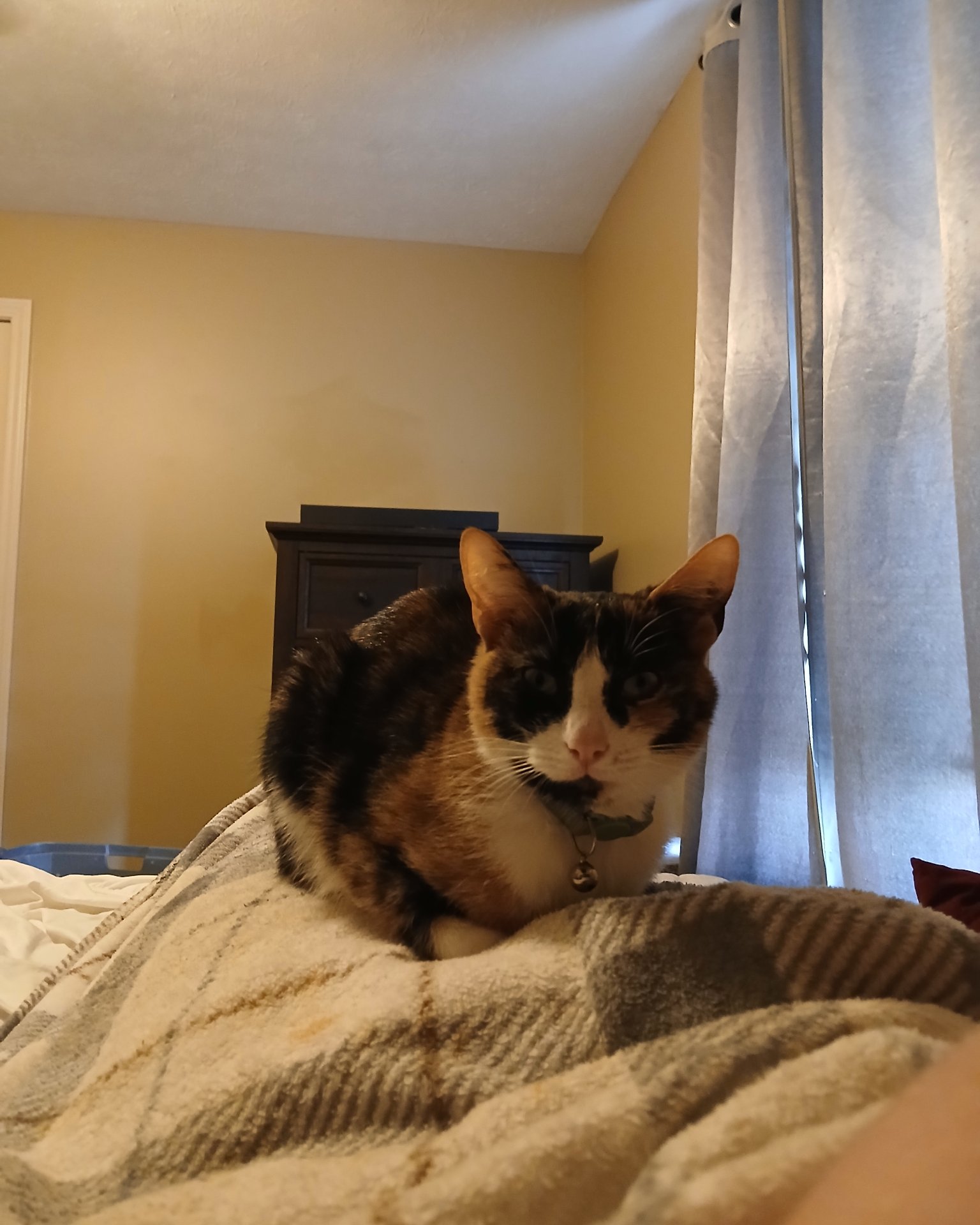 Ivy the domestic short hair. Cat, Furniture, Indoors, Interior Design, Bed, Bedroom