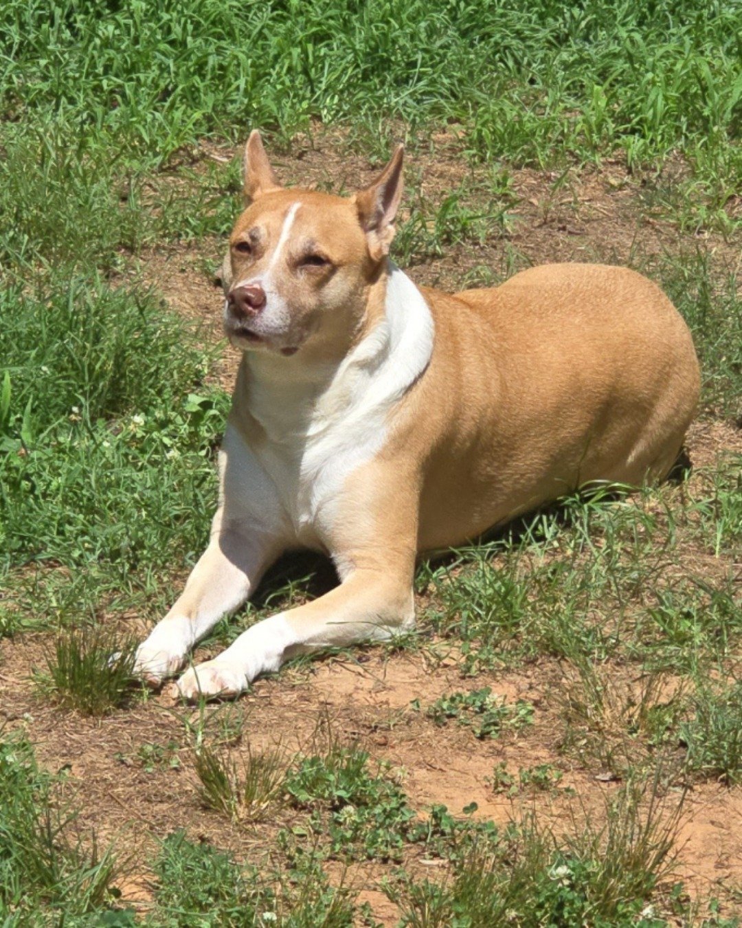 Gizmo the Basenji/Pit Mix. Grass, Plant, Soil, Dog