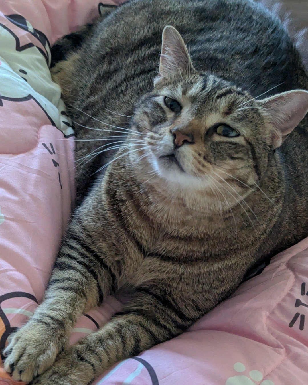 Cheddar Biscuit the Brown Tabby Shorthair. Abyssinian, Cat, Cushion, Home Decor, Furniture