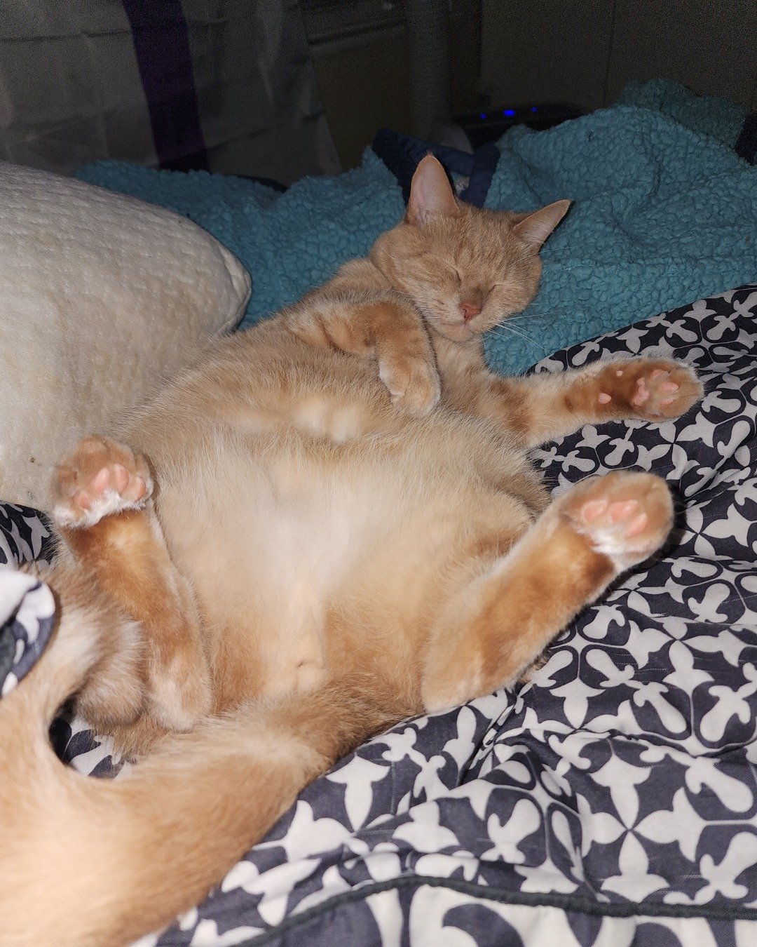 Harley the Orange Floof. Furniture, Cat, Kitten, Home Decor, Bed, Abyssinian