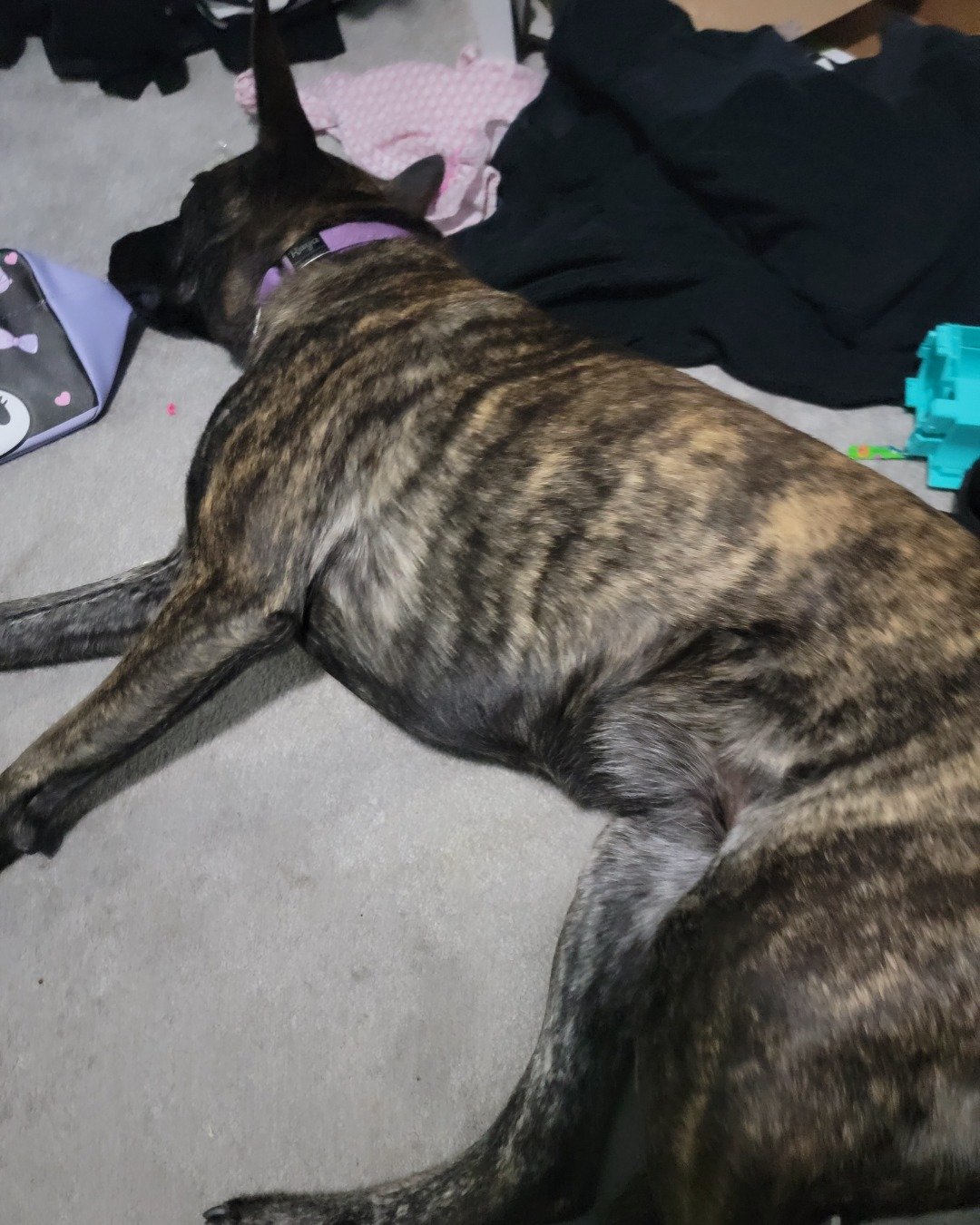 raya the Dutch shepherd. Dog