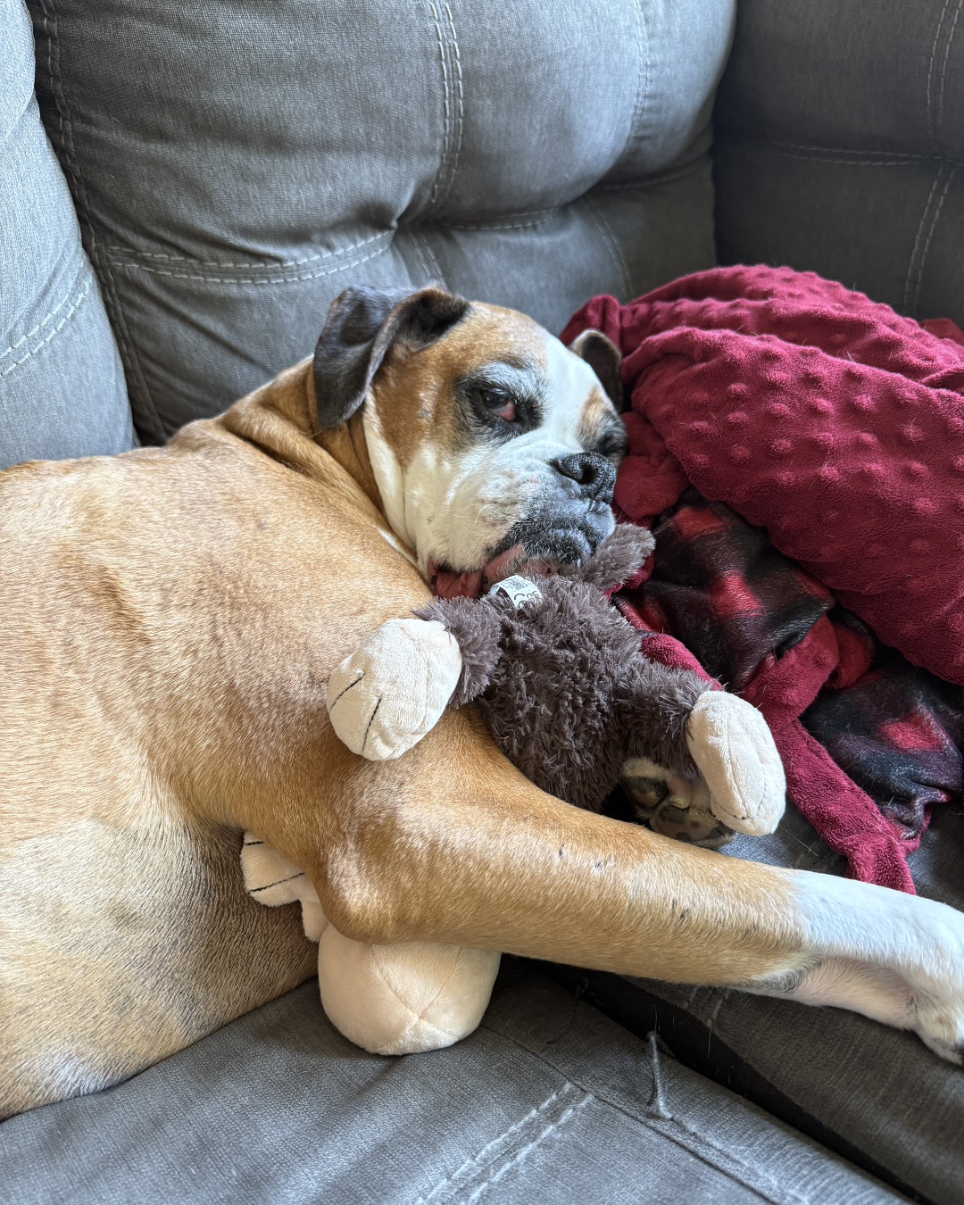 Thalia the Boxer — Couch, Furniture, Dog, Boxer, Bulldog, Cushion