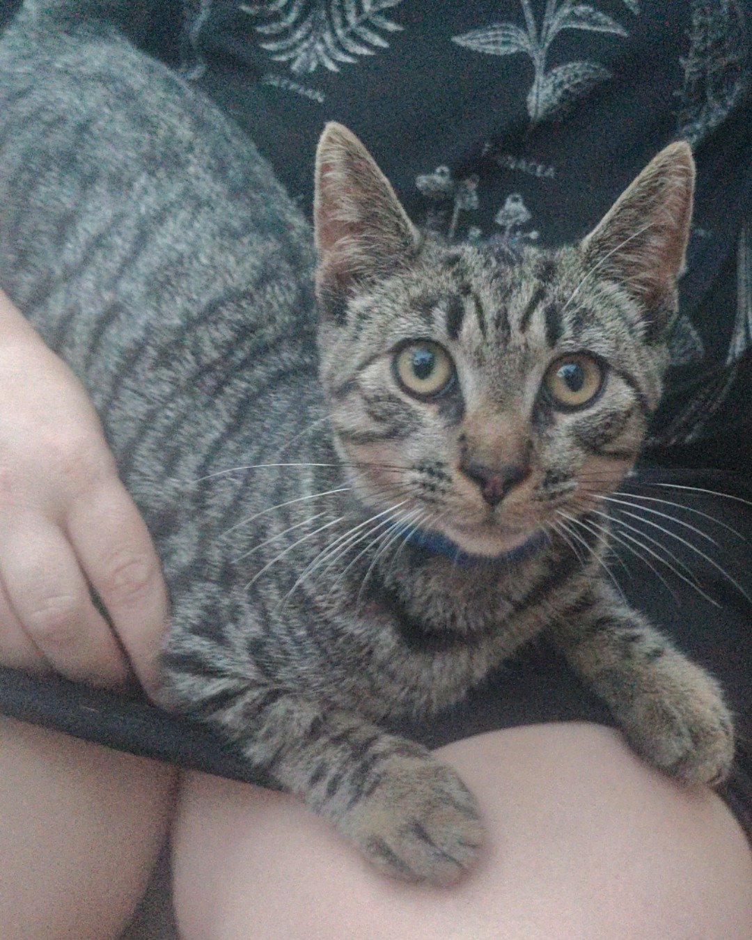 Zeus the domestic short hair. Cat, Kitten, Abyssinian, Person