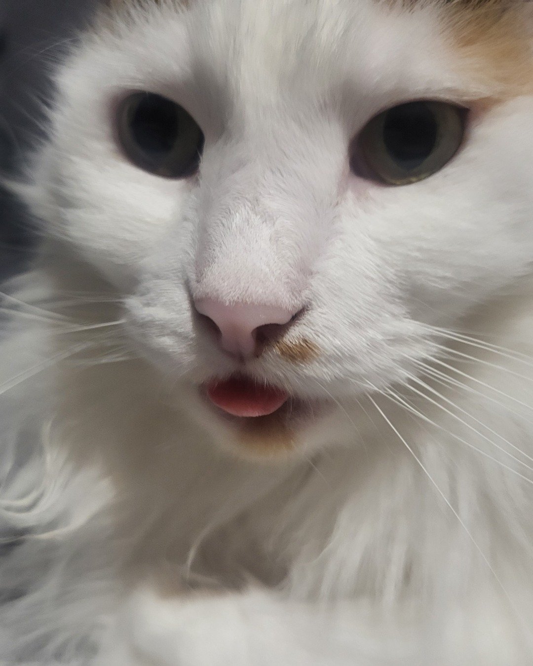 daisy. Angora, Cat, Kitten, Body Part, Mouth, Person