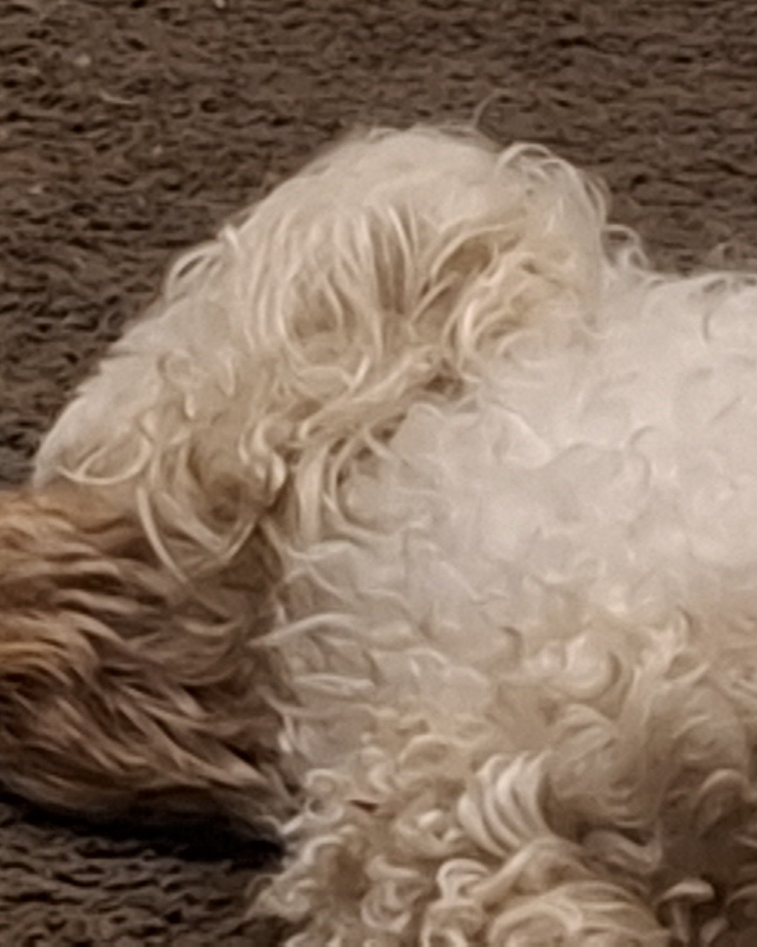Charlie. Dog, Puppy, Person, White Dog, Poodle