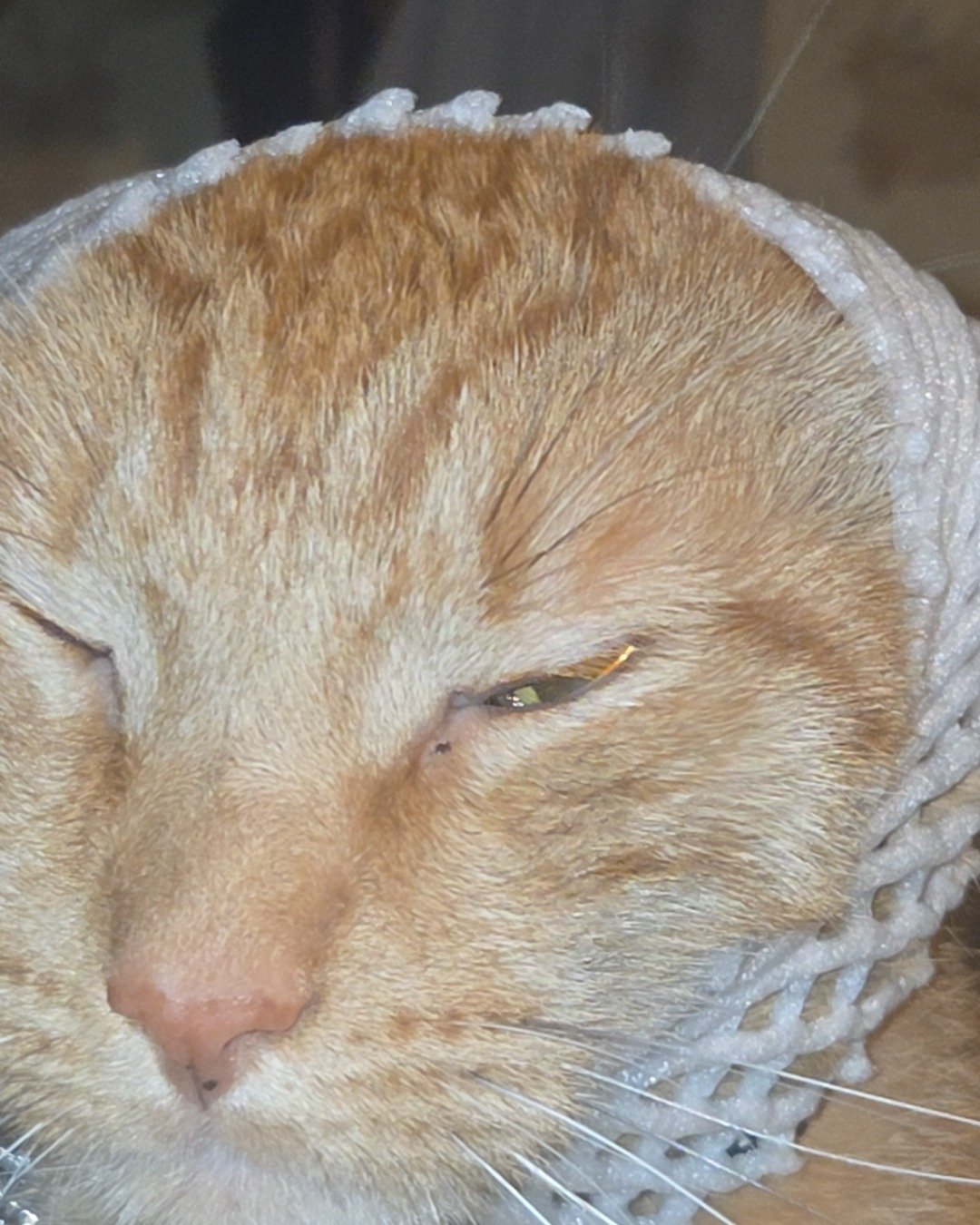 Cheese the tabby. Cat, Person, Sleeping, Clothing, Hat