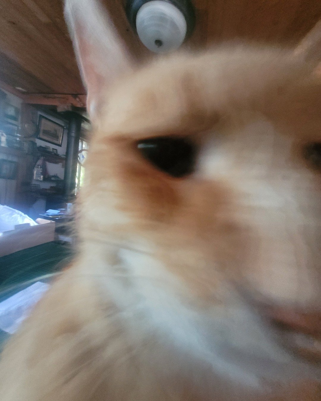 Fred. Wood, Indoors, Interior Design, Cat