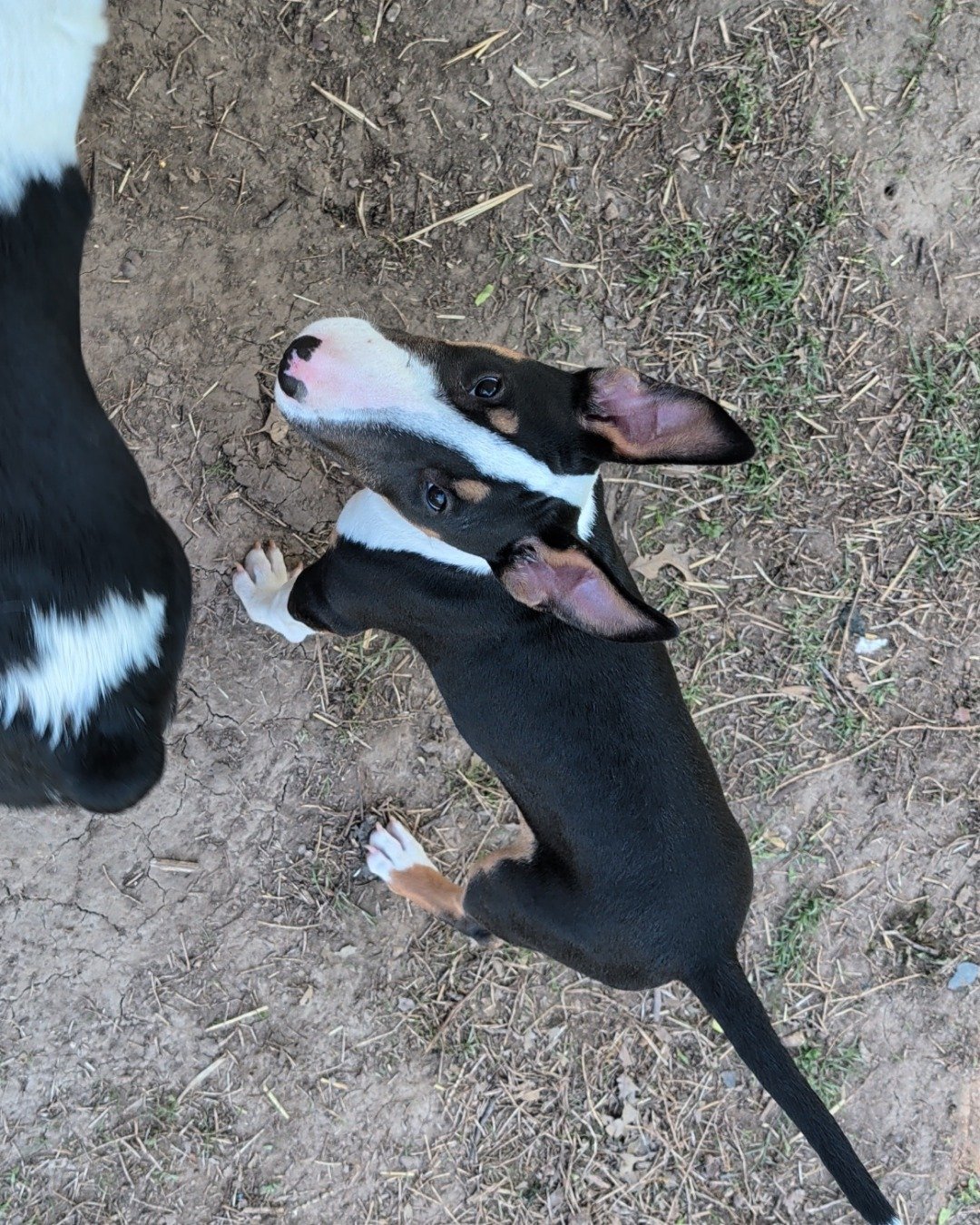 Chinook the bull terrier. Dog, Puppy, Grass, Plant, Hound, Soil
