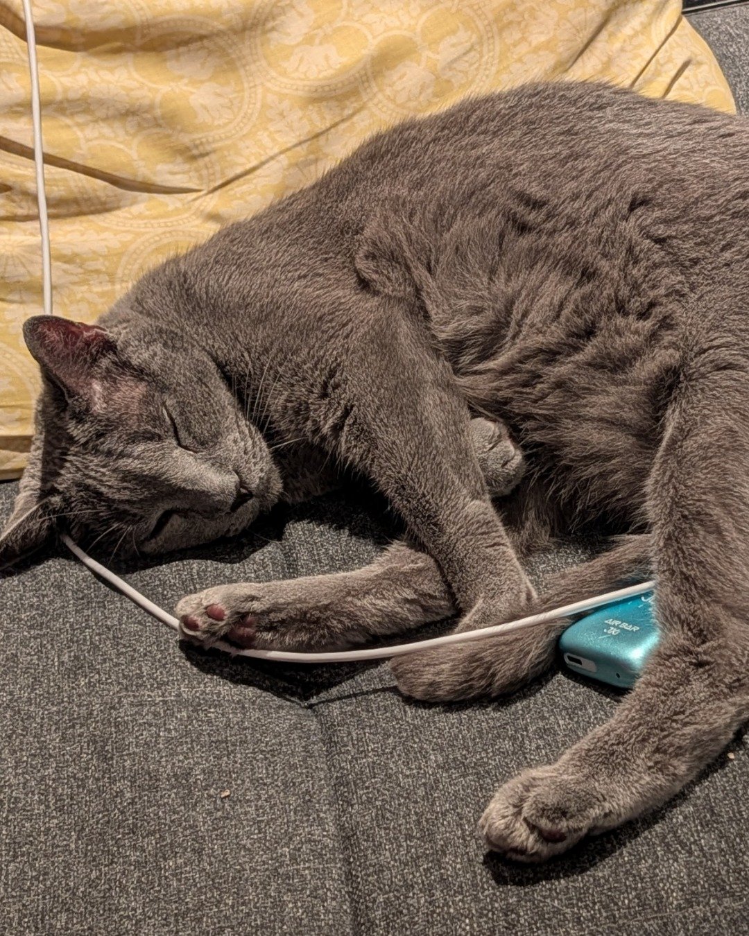 Theseus the Grey. Couch, Furniture, Person, Sleeping, Cat