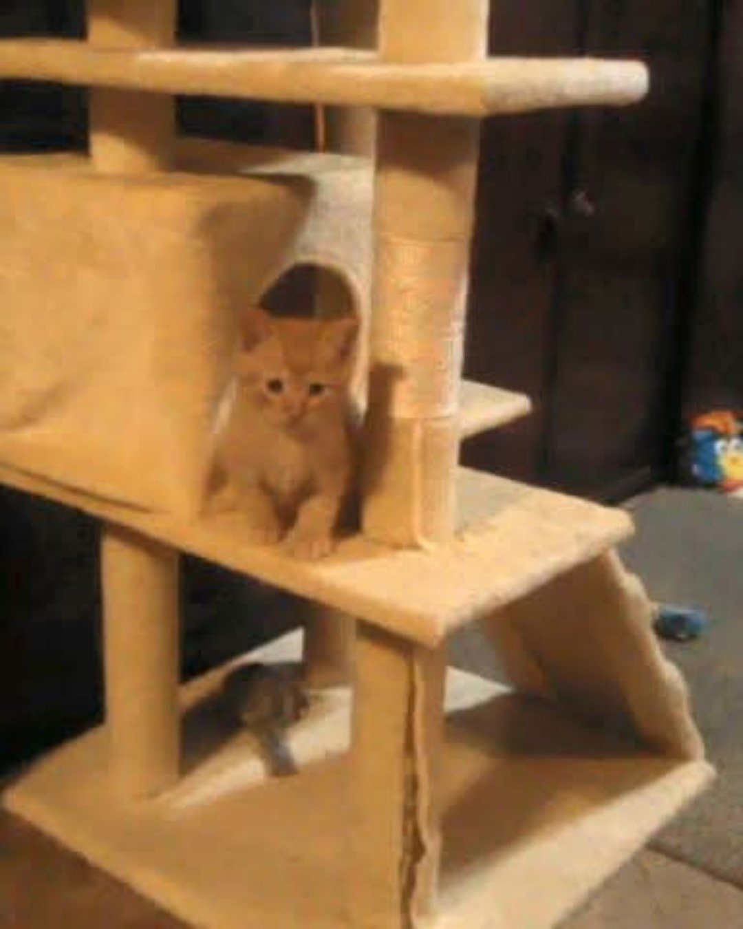 Tiger the tabby. Wood, Plywood, Cat