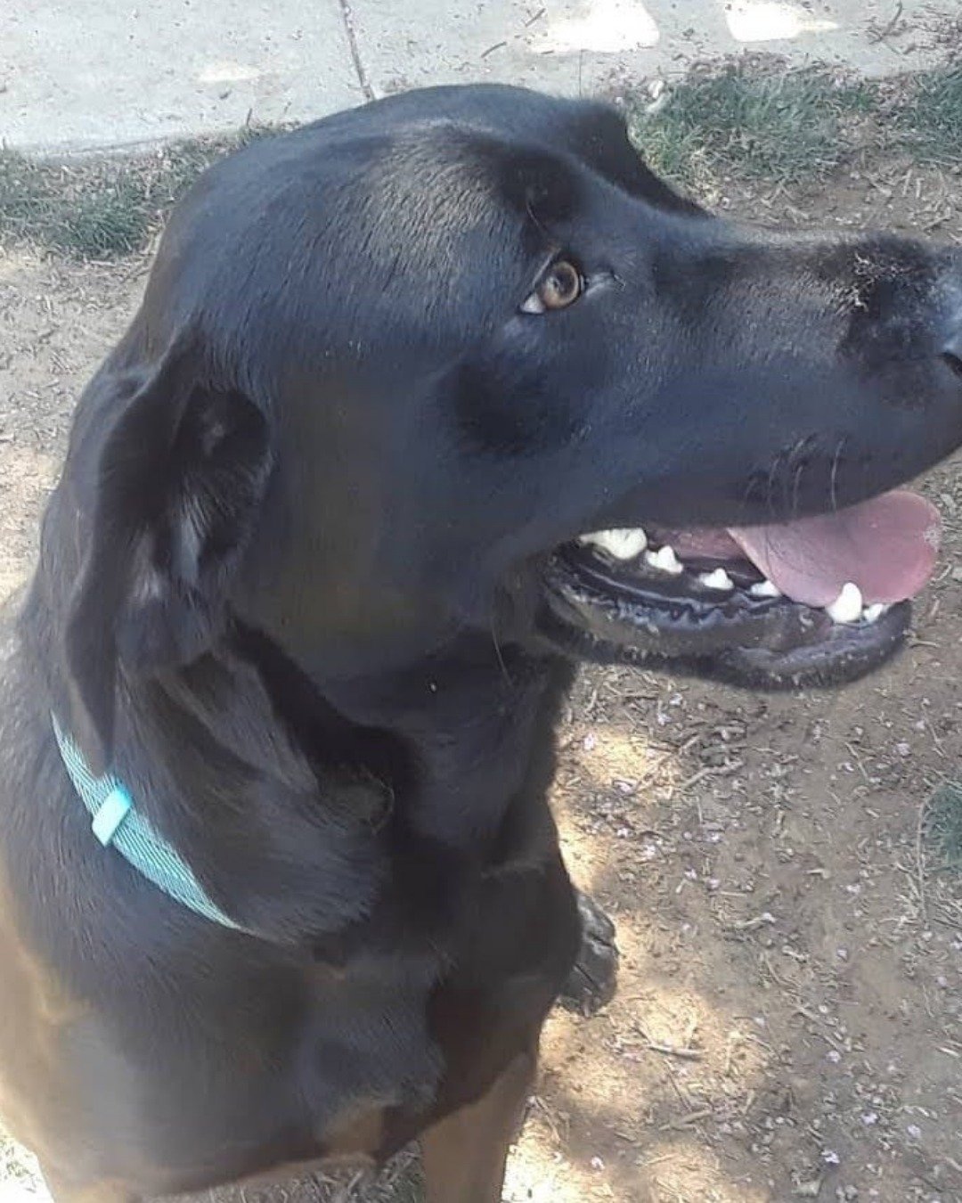 Cole the black lab. Dog, Labrador Retriever, Bear