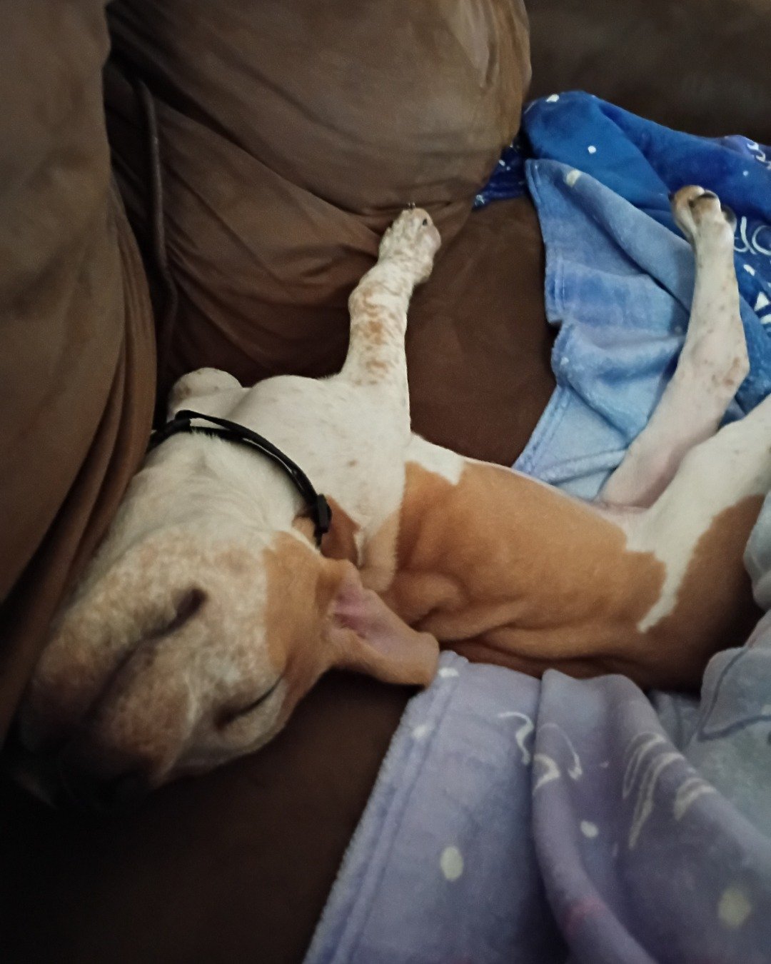 Jac. Couch, Furniture, Dog, Hound, Person, Sleeping