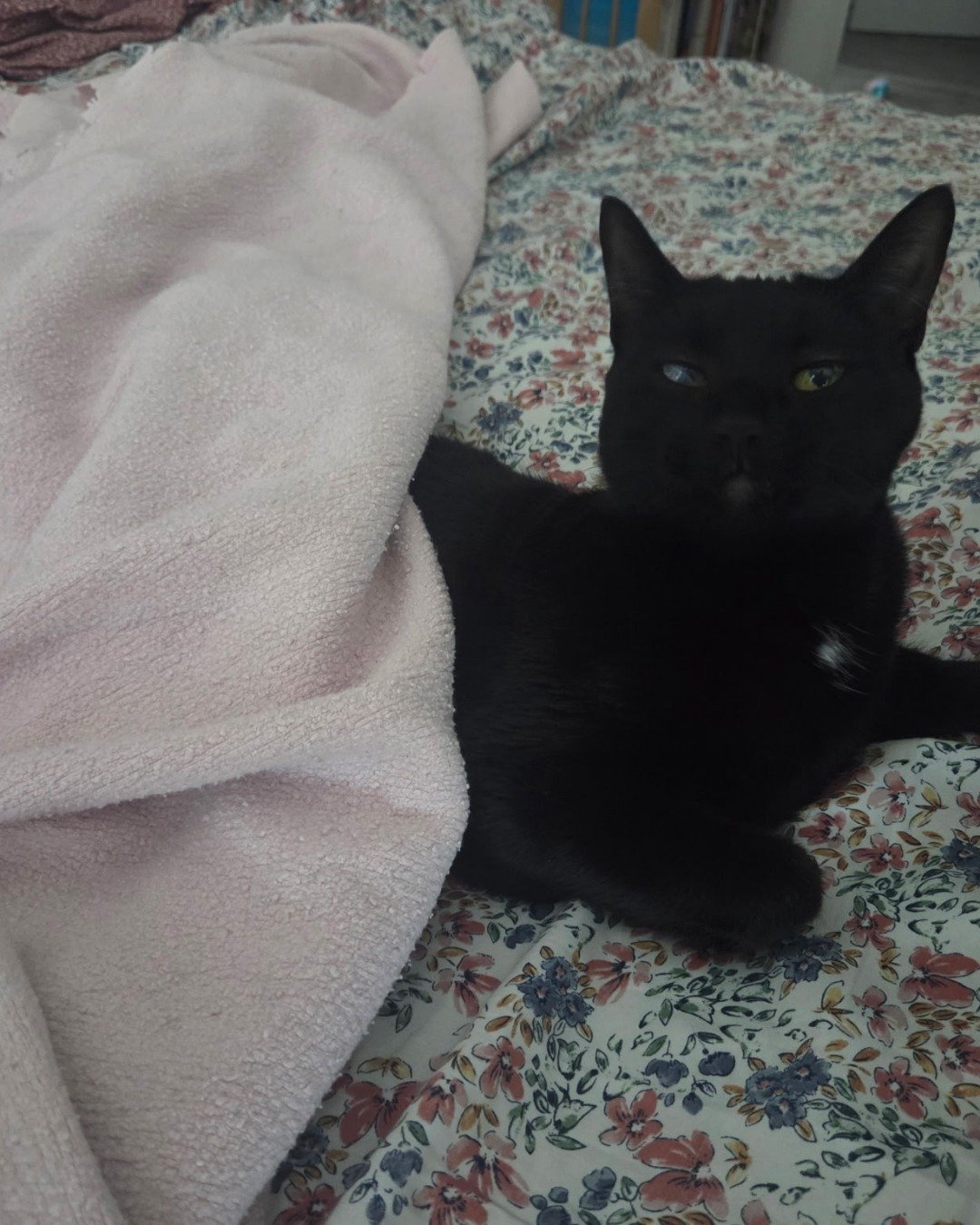 Thelma the black cat. Blanket, Quilt, Cat, Furniture