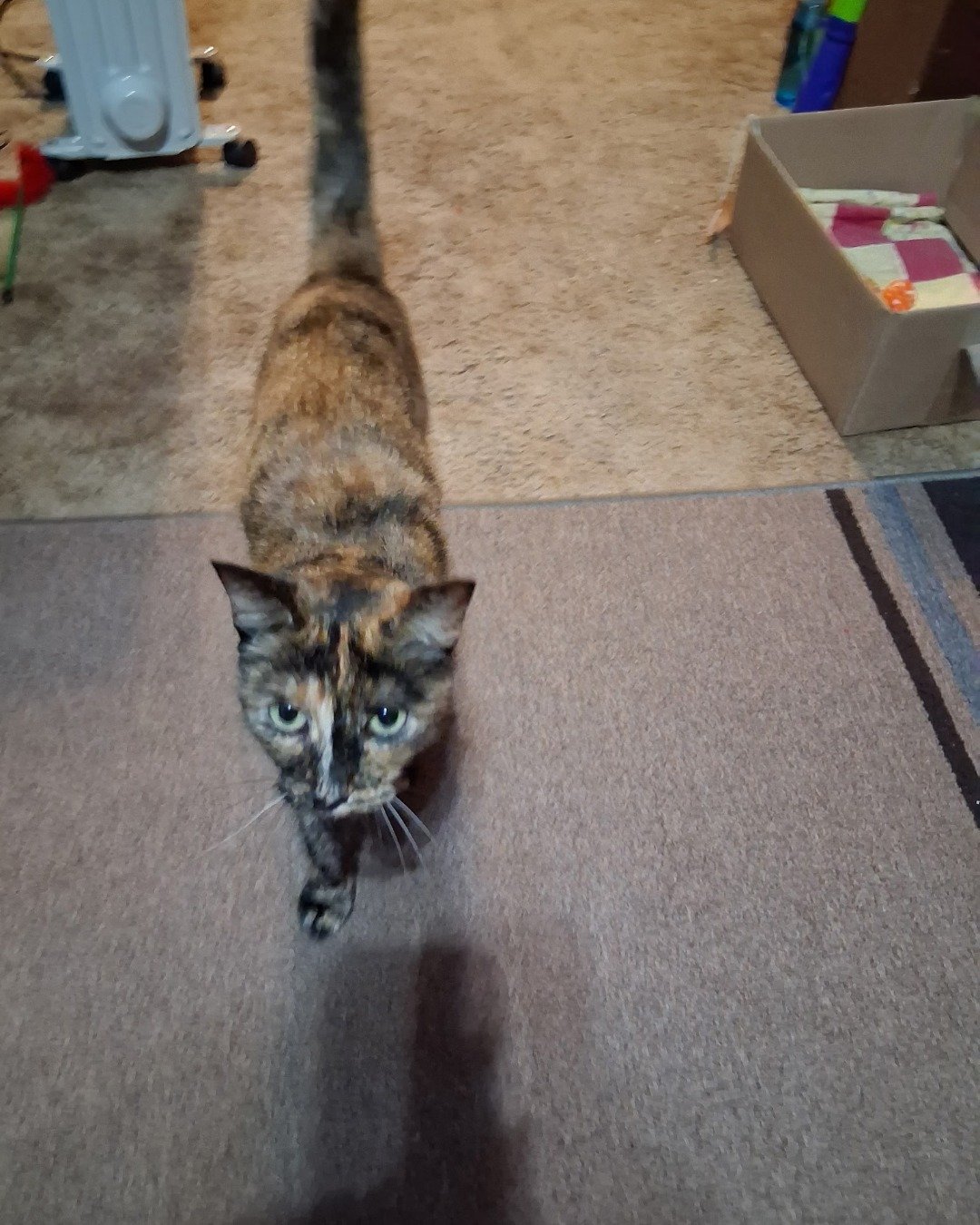 Gizmo. Floor, Flooring, Box, Wood, Cat, Manx