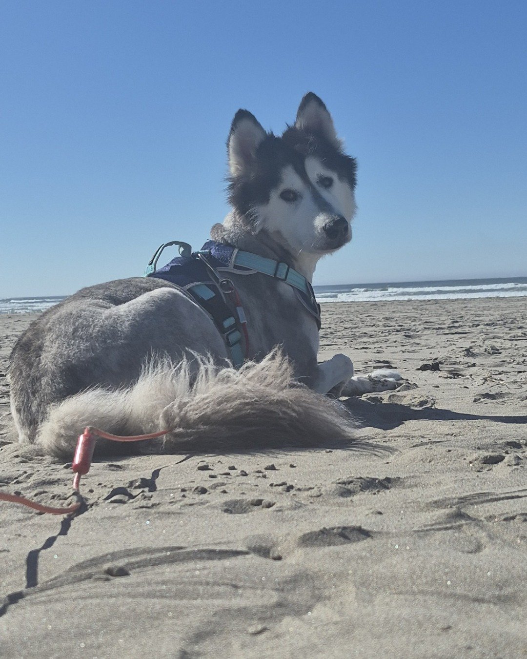 Tasha the Husky/wolf. Dog, Husky, Beach, Coast, Nature, Outdoors