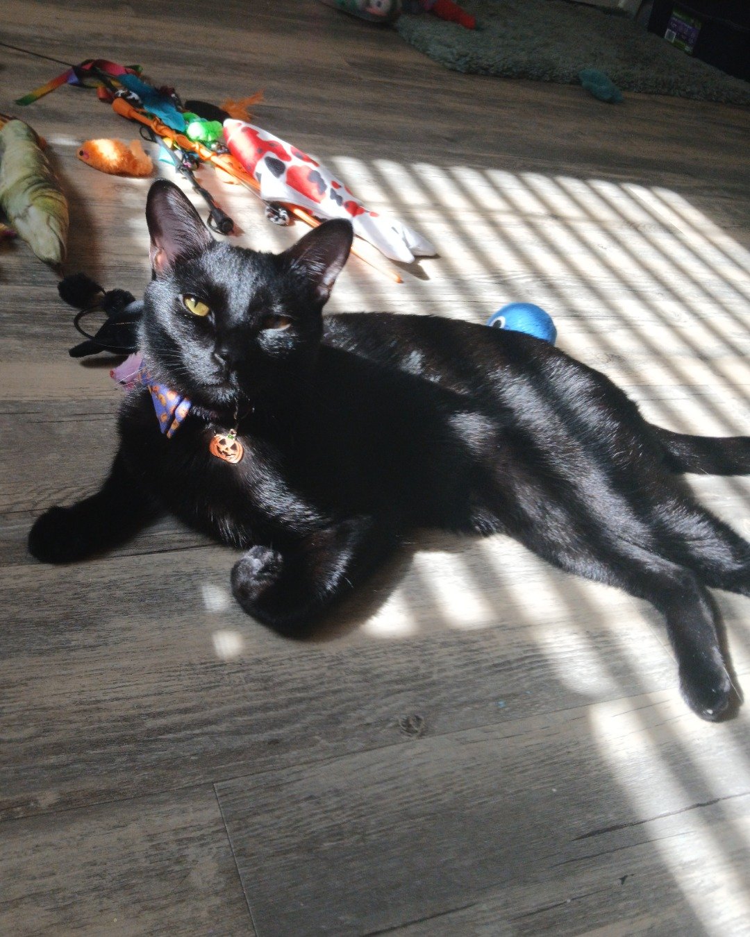 Spookly the Ghost Tabby. Cat, Accessories, Strap, Wood, Black Cat