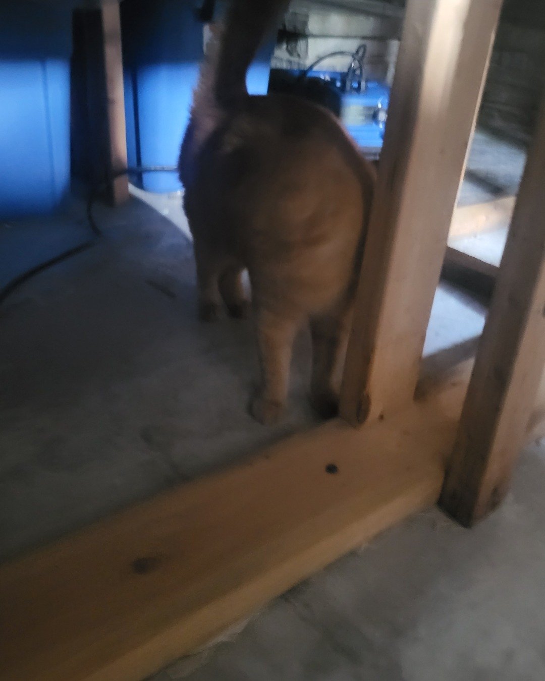 Rosie the American Shorthair. Plywood, Wood, Indoors, Interior Design, Floor, Door